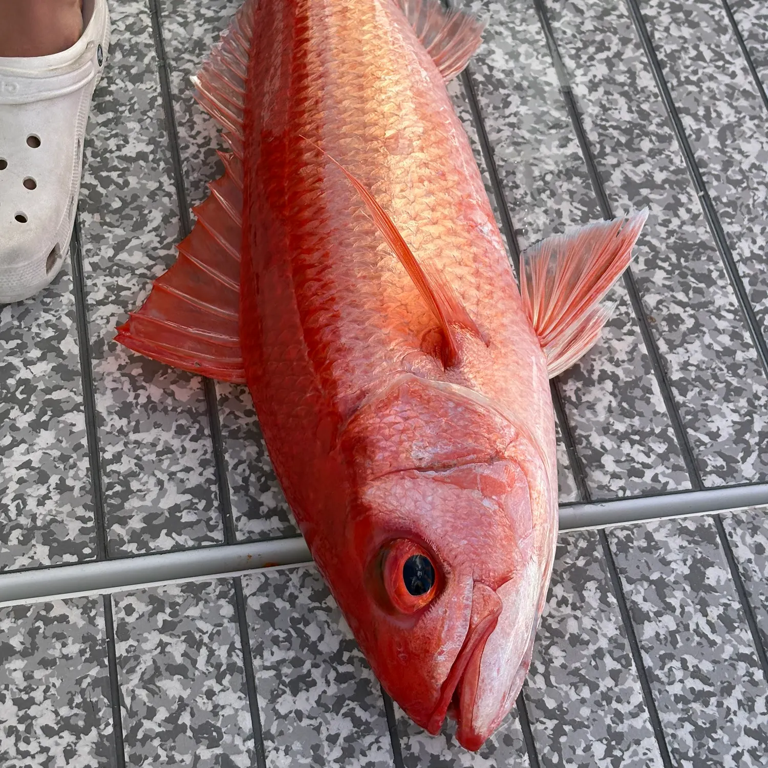 The most recent Queen Snapper catches on Fishbrain