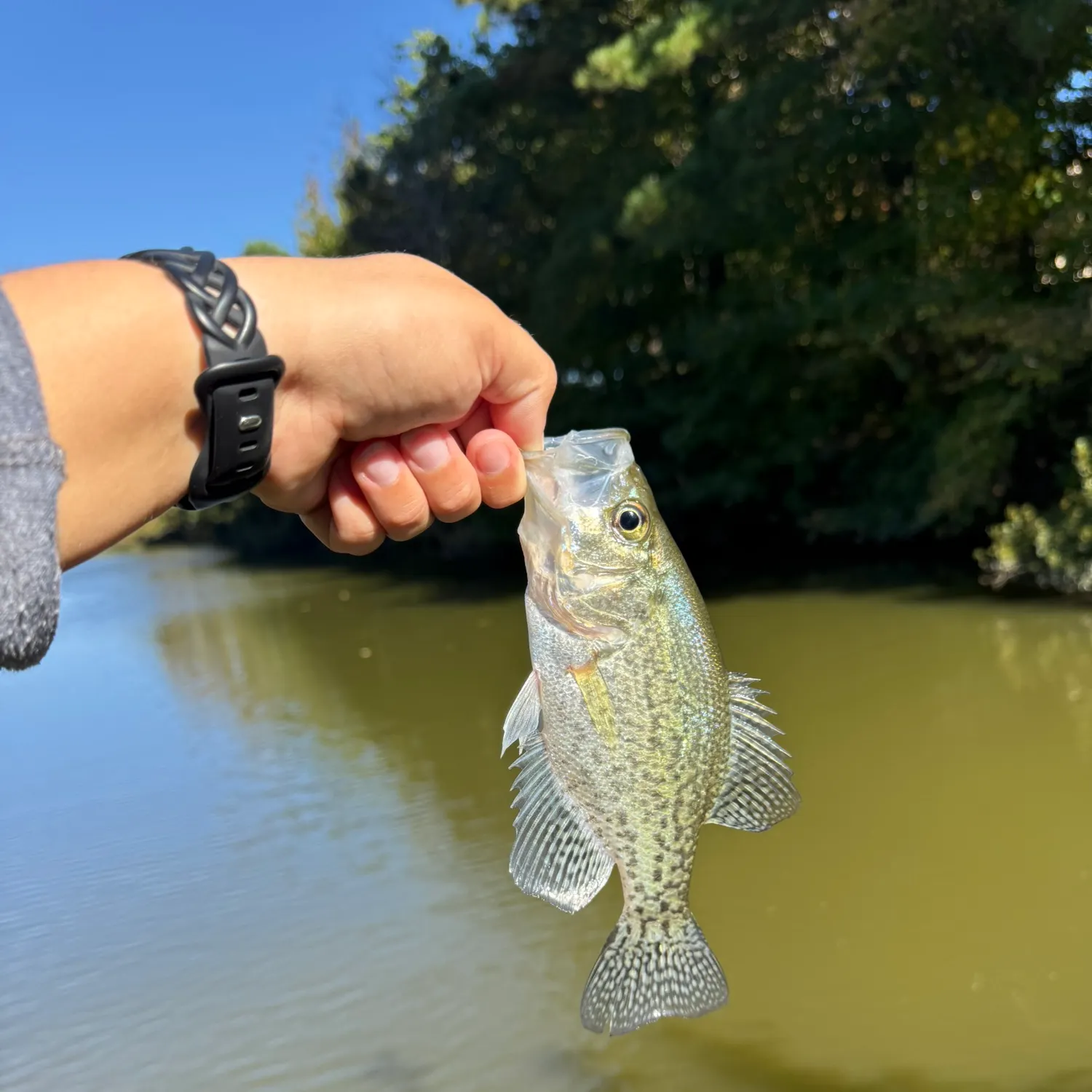 Black crappie caught on Fishbrain