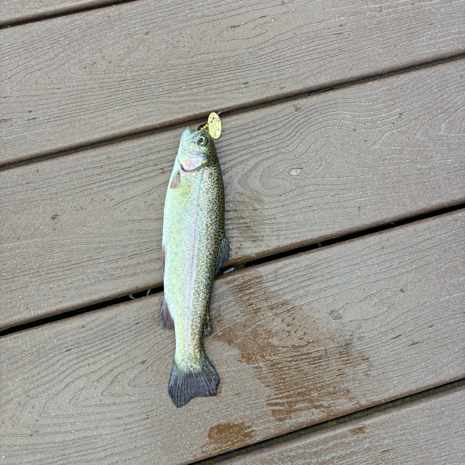 Rainbow trout caught on Fishbrain