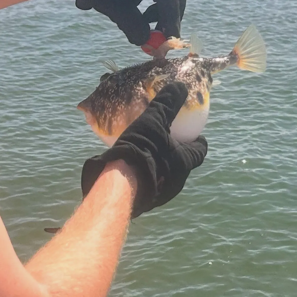 Southern puffer caught on Fishbrain