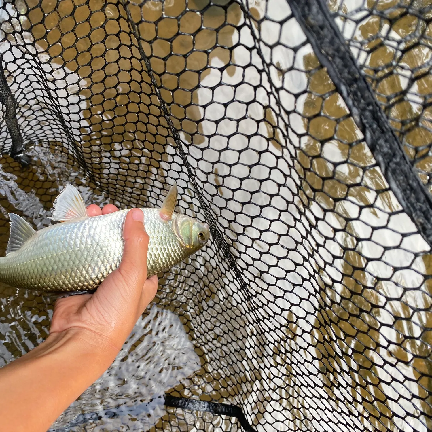 The most recent River carpsucker catches on Fishbrain
