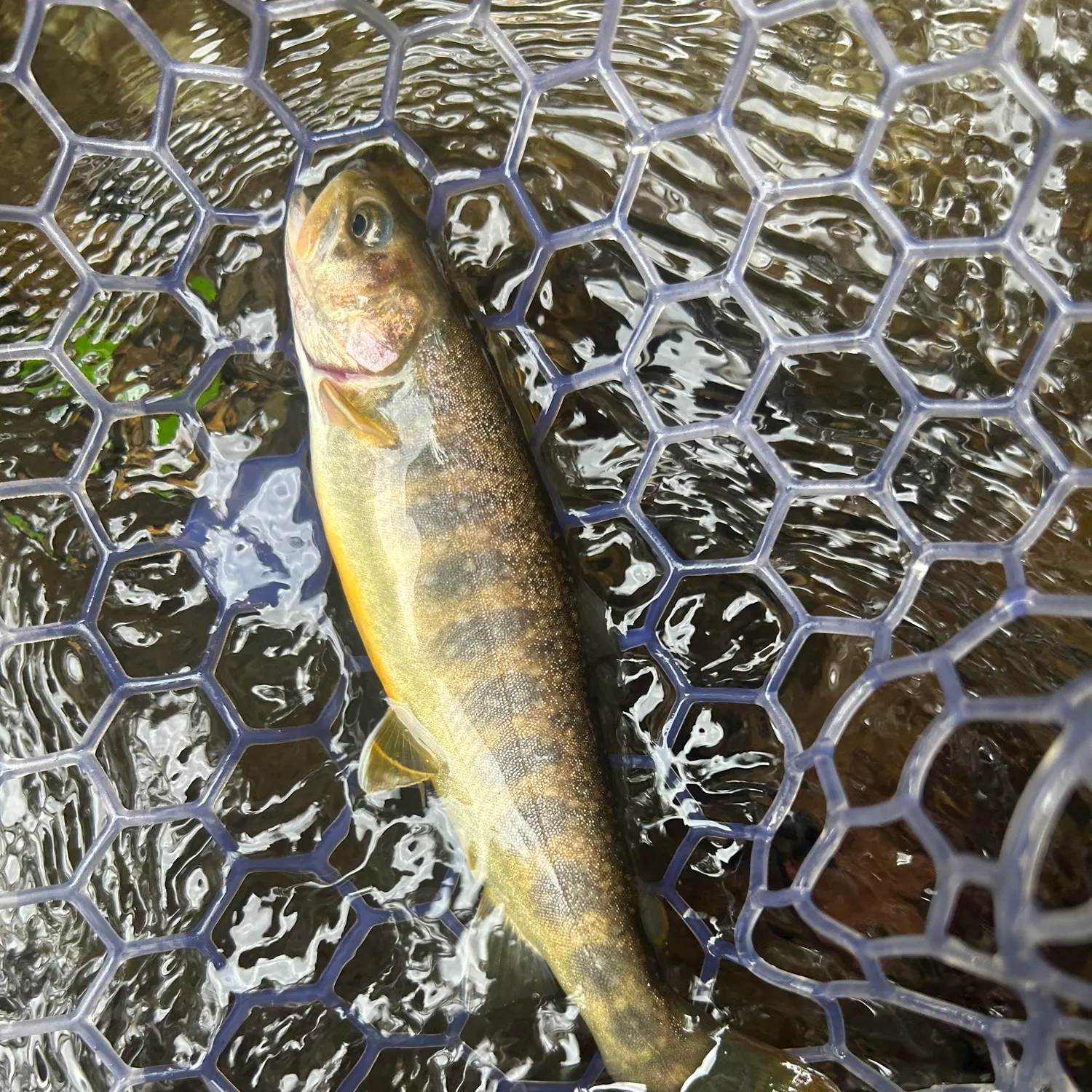The most recent Japanese pluvius char catches on Fishbrain