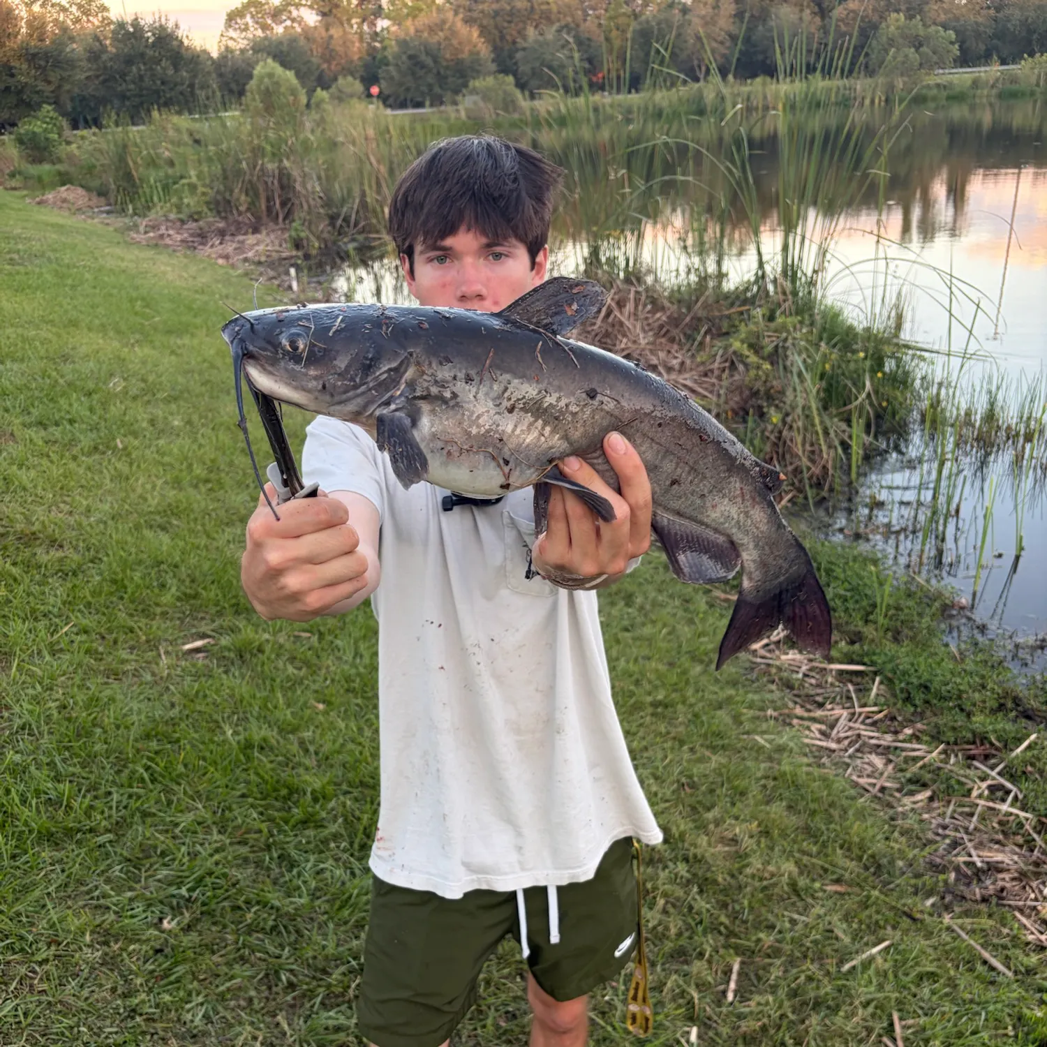 Blue catfish caught on Fishbrain