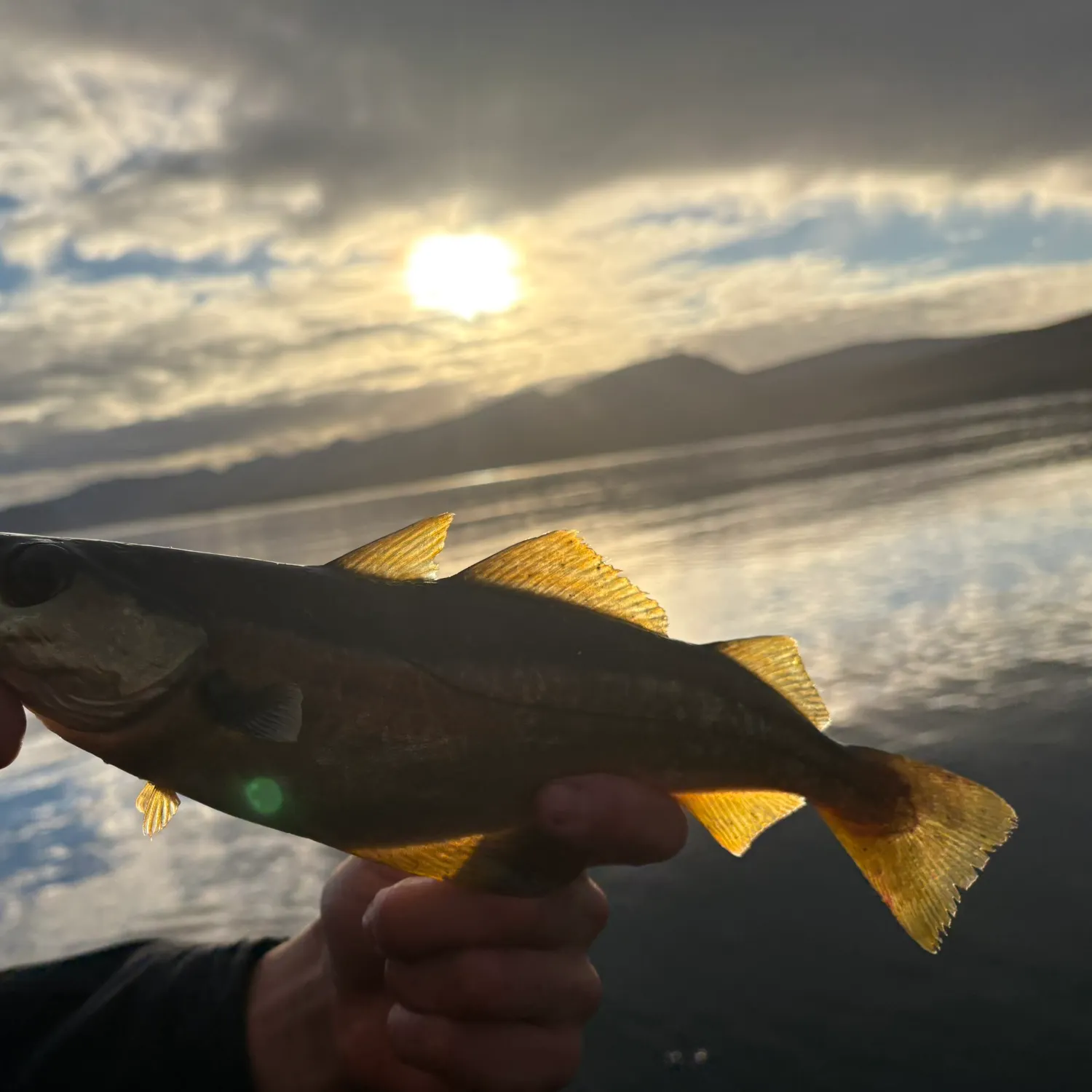 Pollack caught on Fishbrain