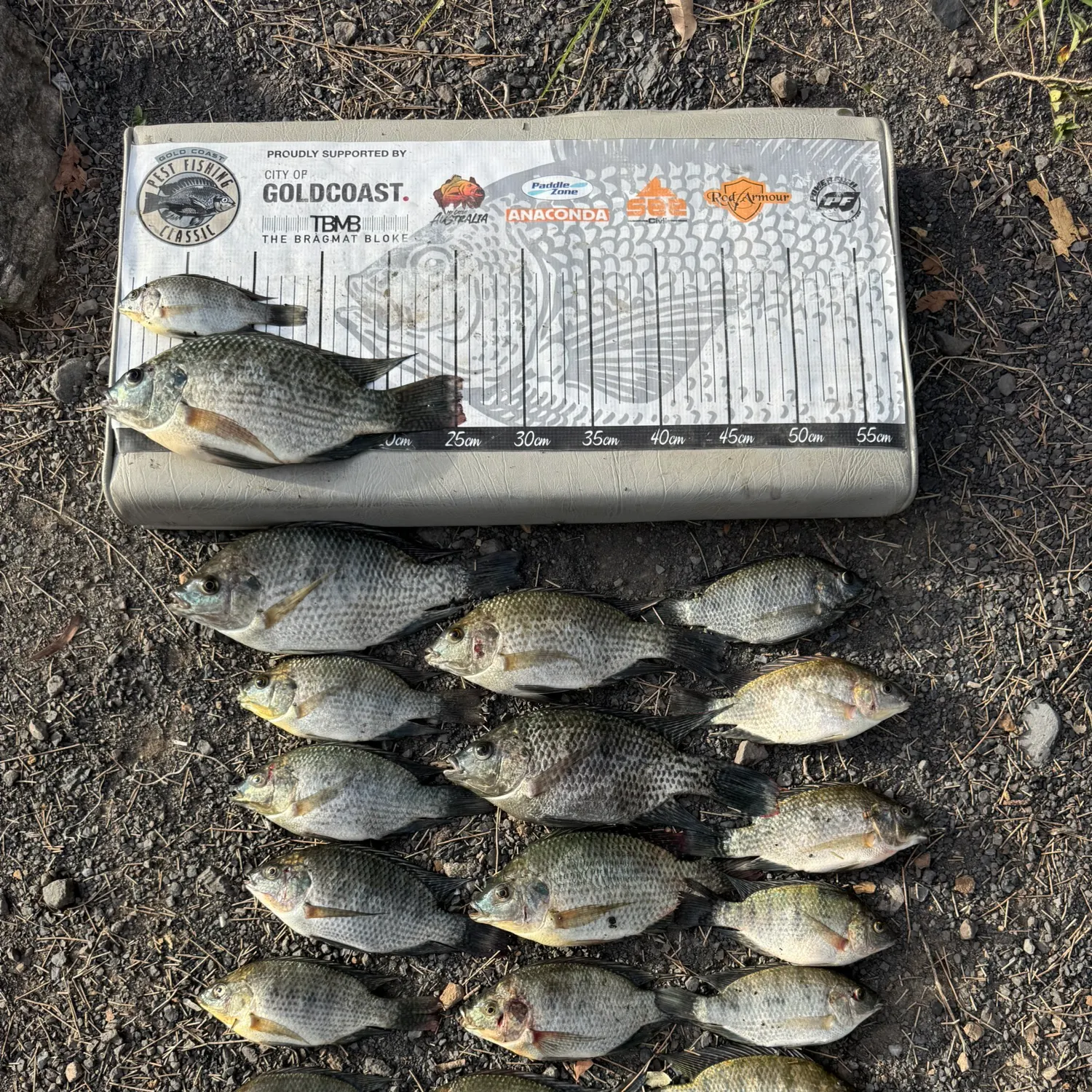 recently logged catches