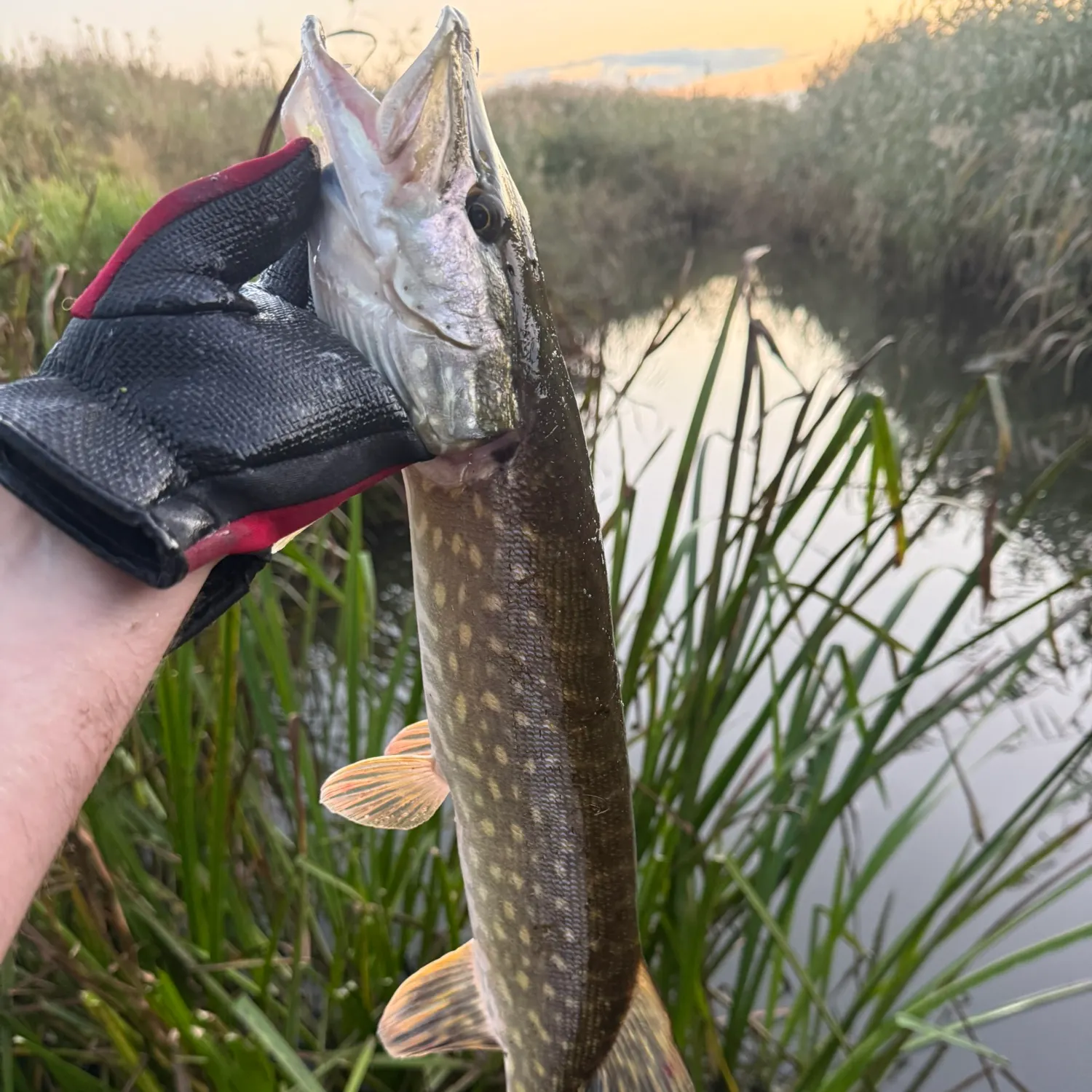 Northern pike caught on Fishbrain