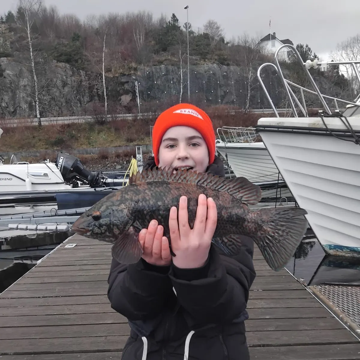 The most recent Ballan wrasse catches on Fishbrain