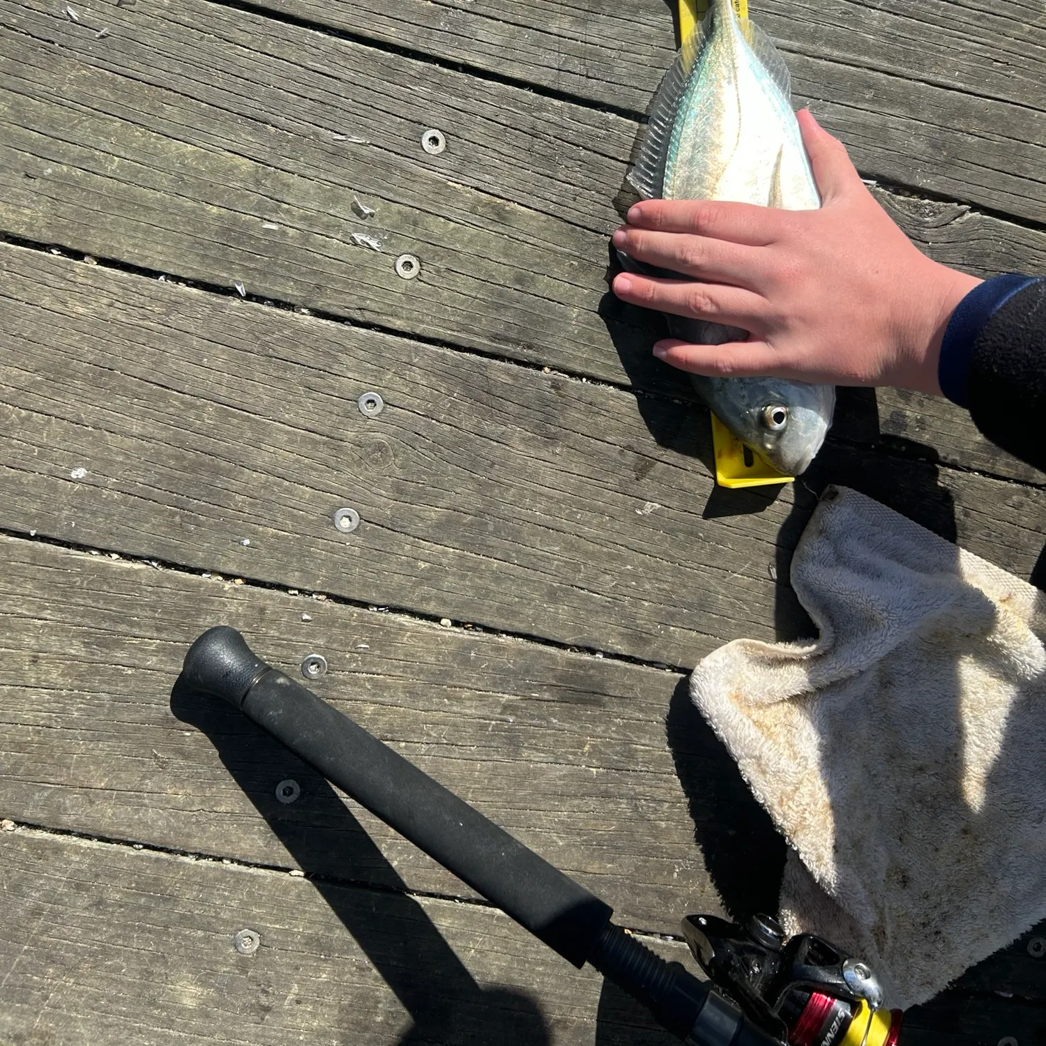 White trevally caught on Fishbrain