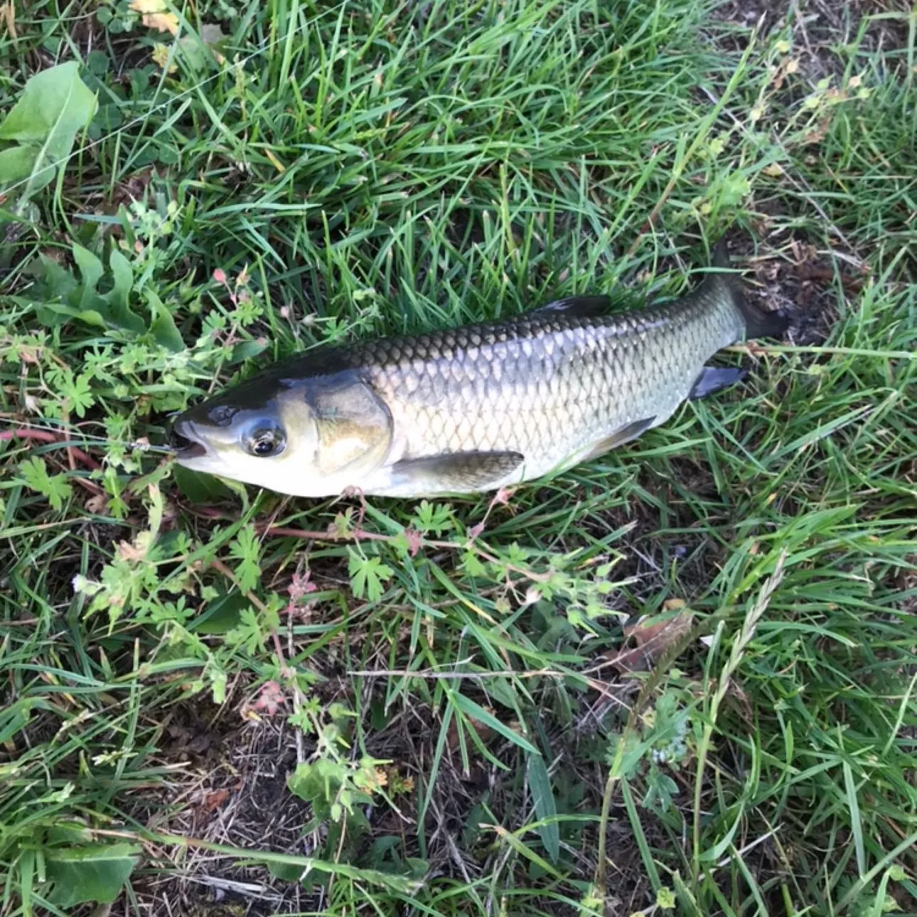Grass carp caught on Fishbrain
