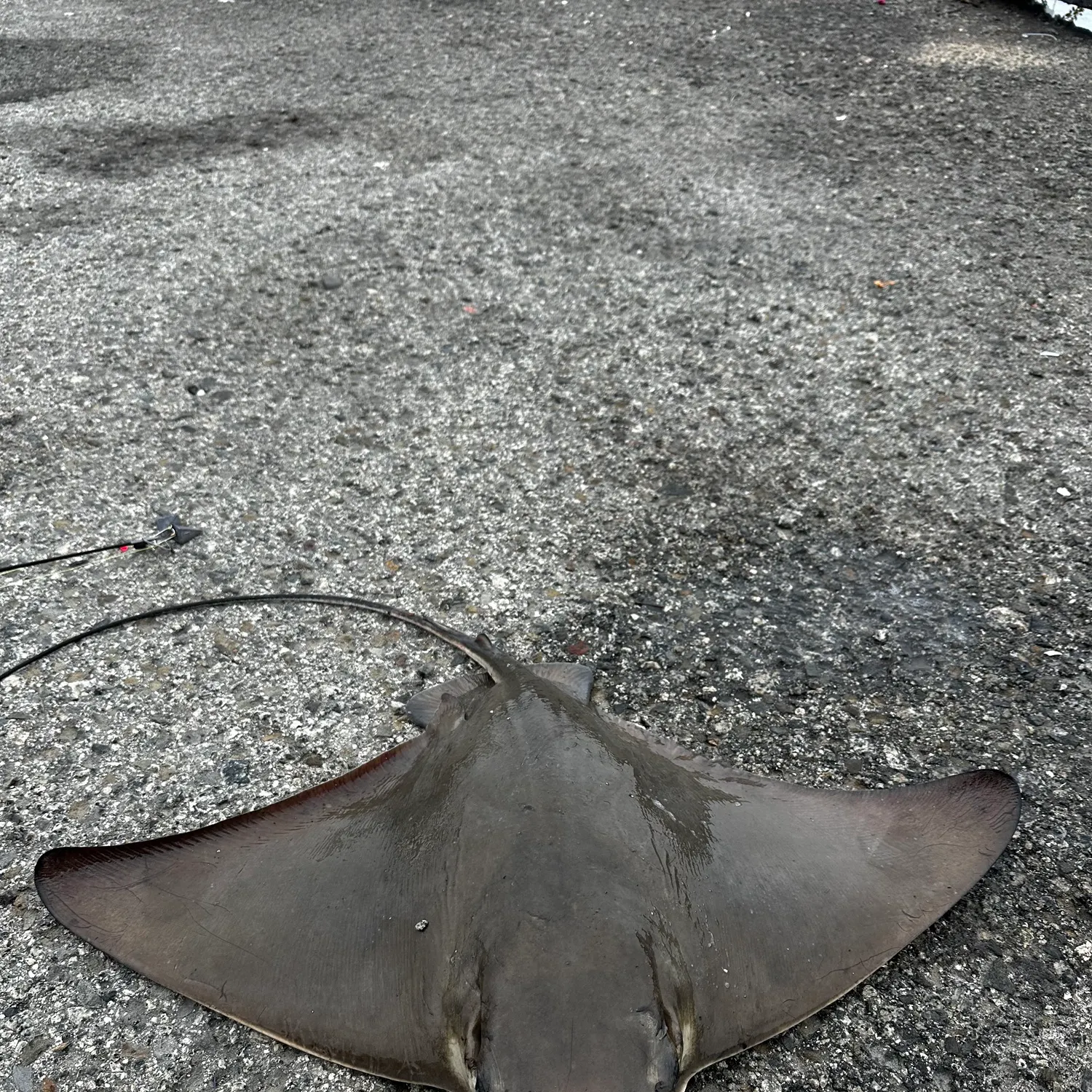 Bat eagle ray caught on Fishbrain