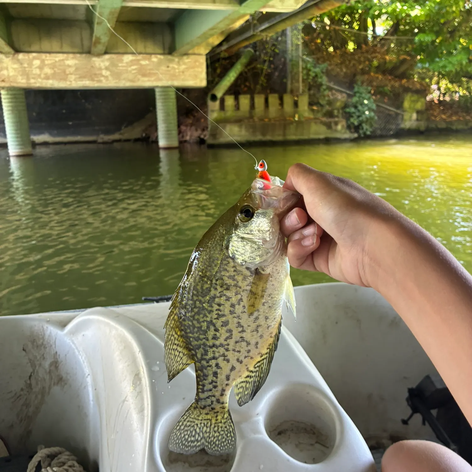 Fish caught on Fishbrain