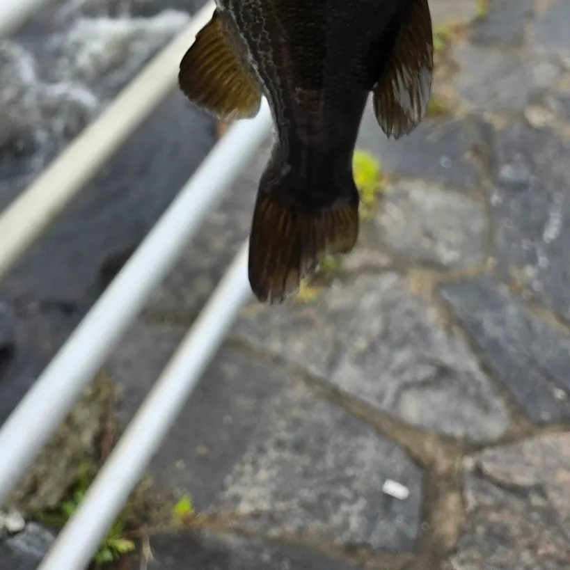Smallmouth bass caught on Fishbrain