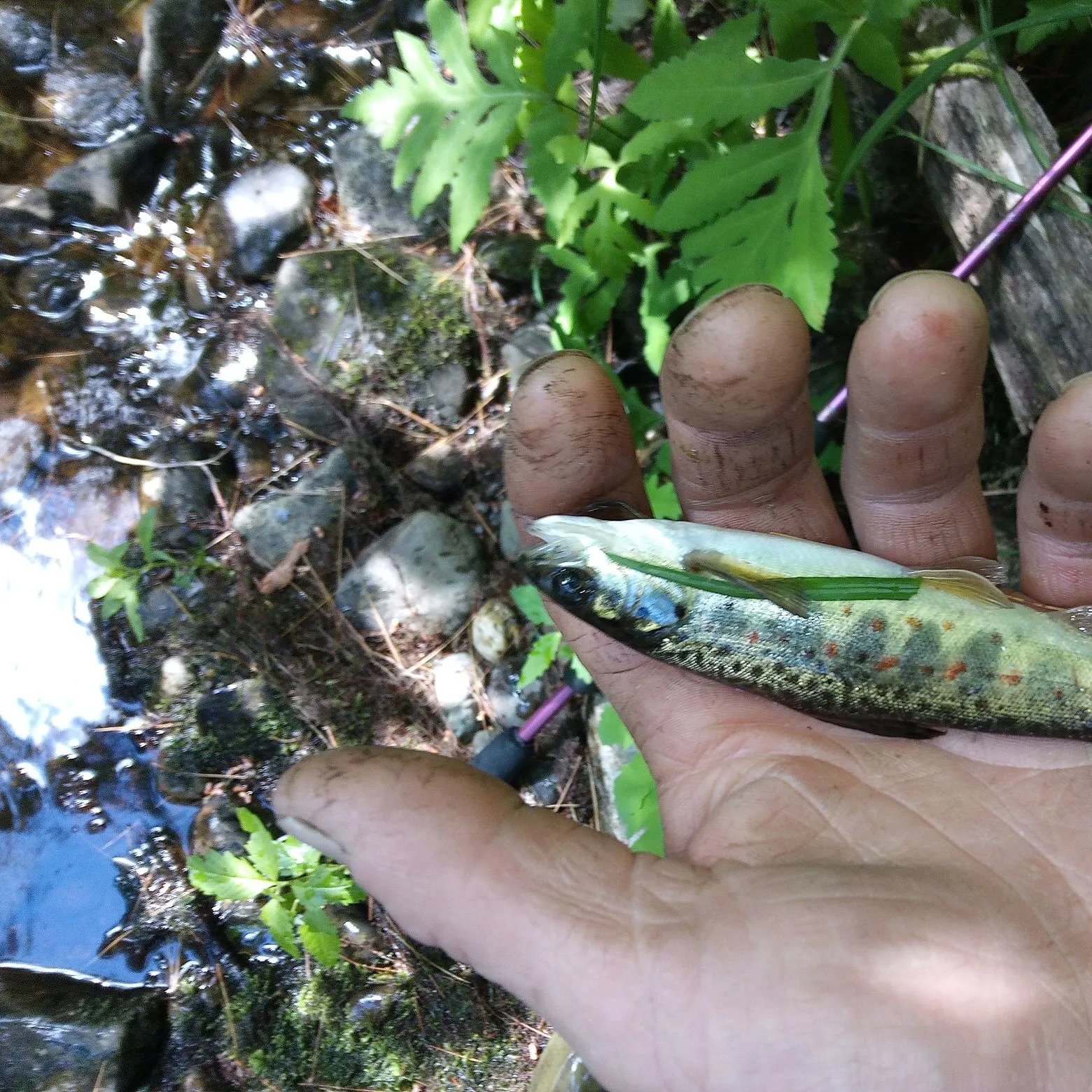 The most recent River chub catches on Fishbrain