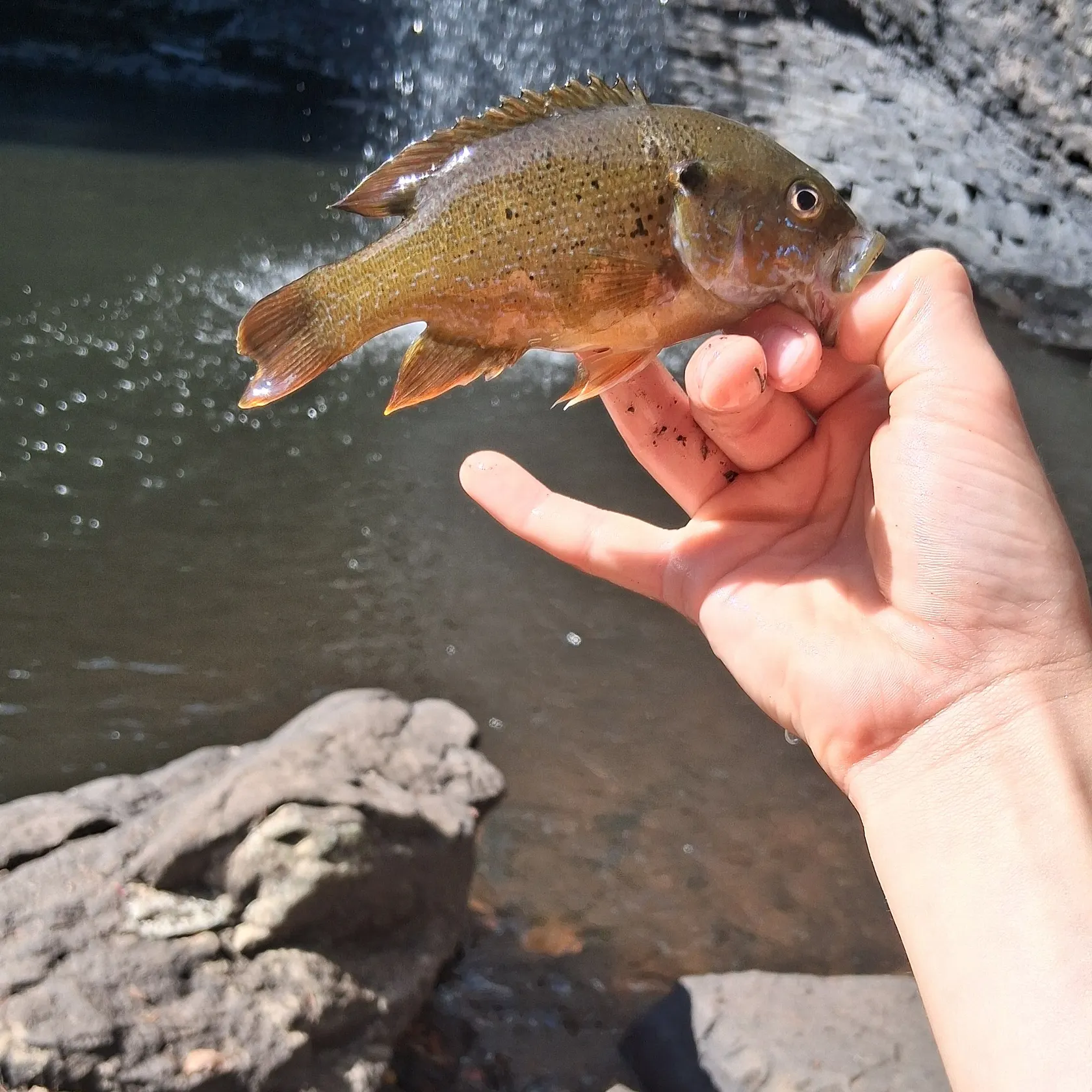 The most recent Wargill hybrid catches on Fishbrain