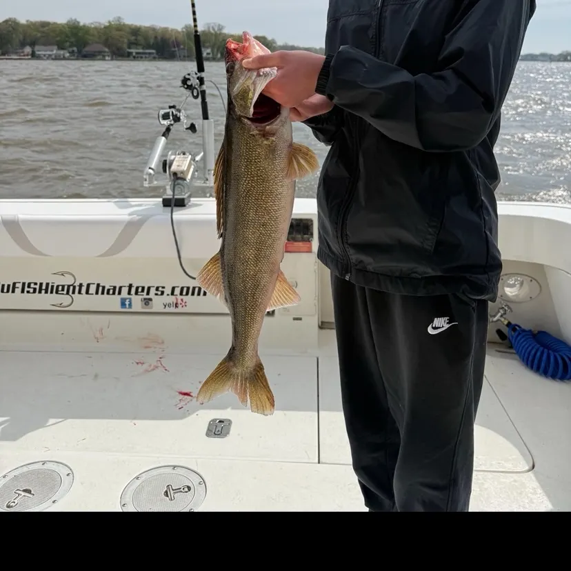 The most recent Walleye catches on Fishbrain