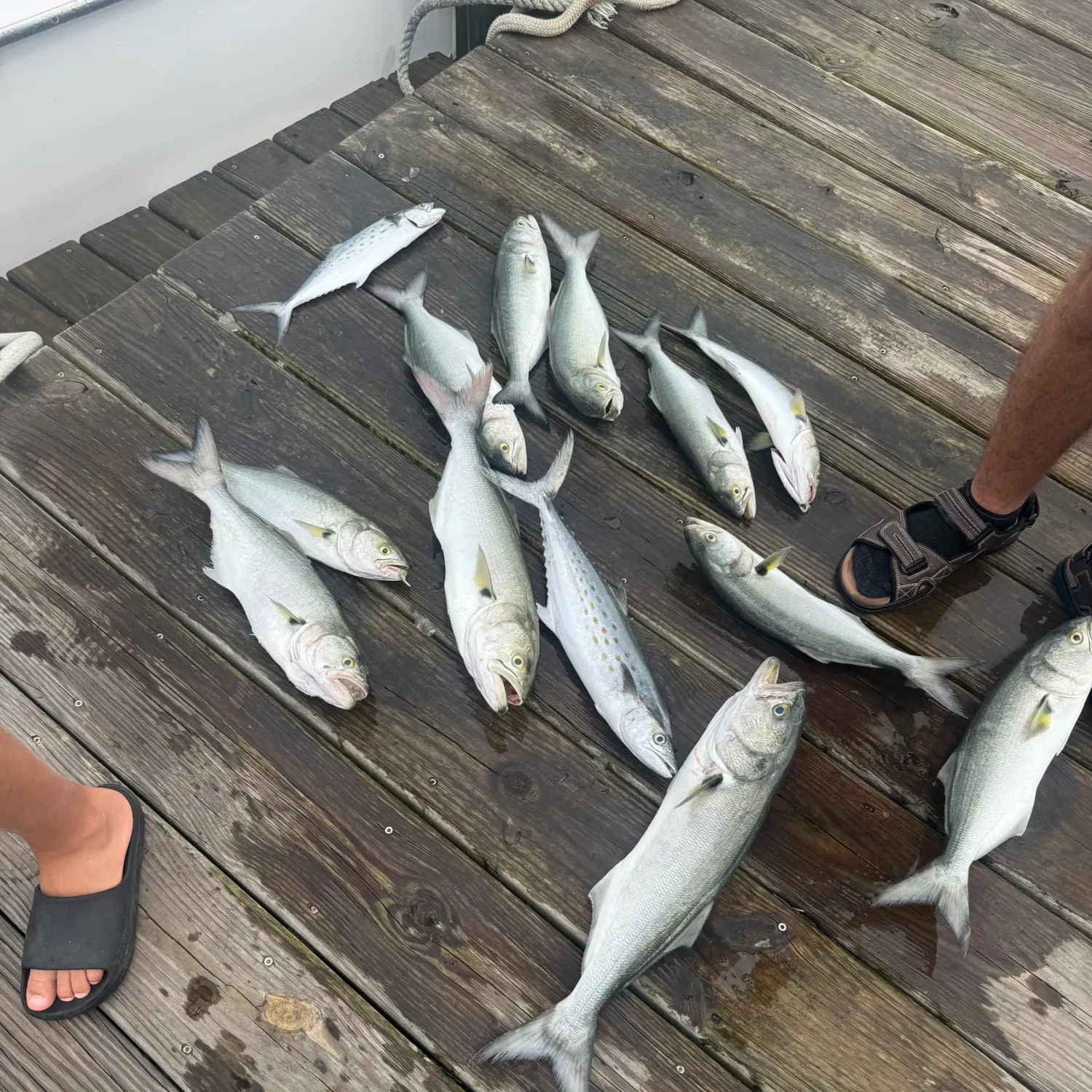 recently logged catches