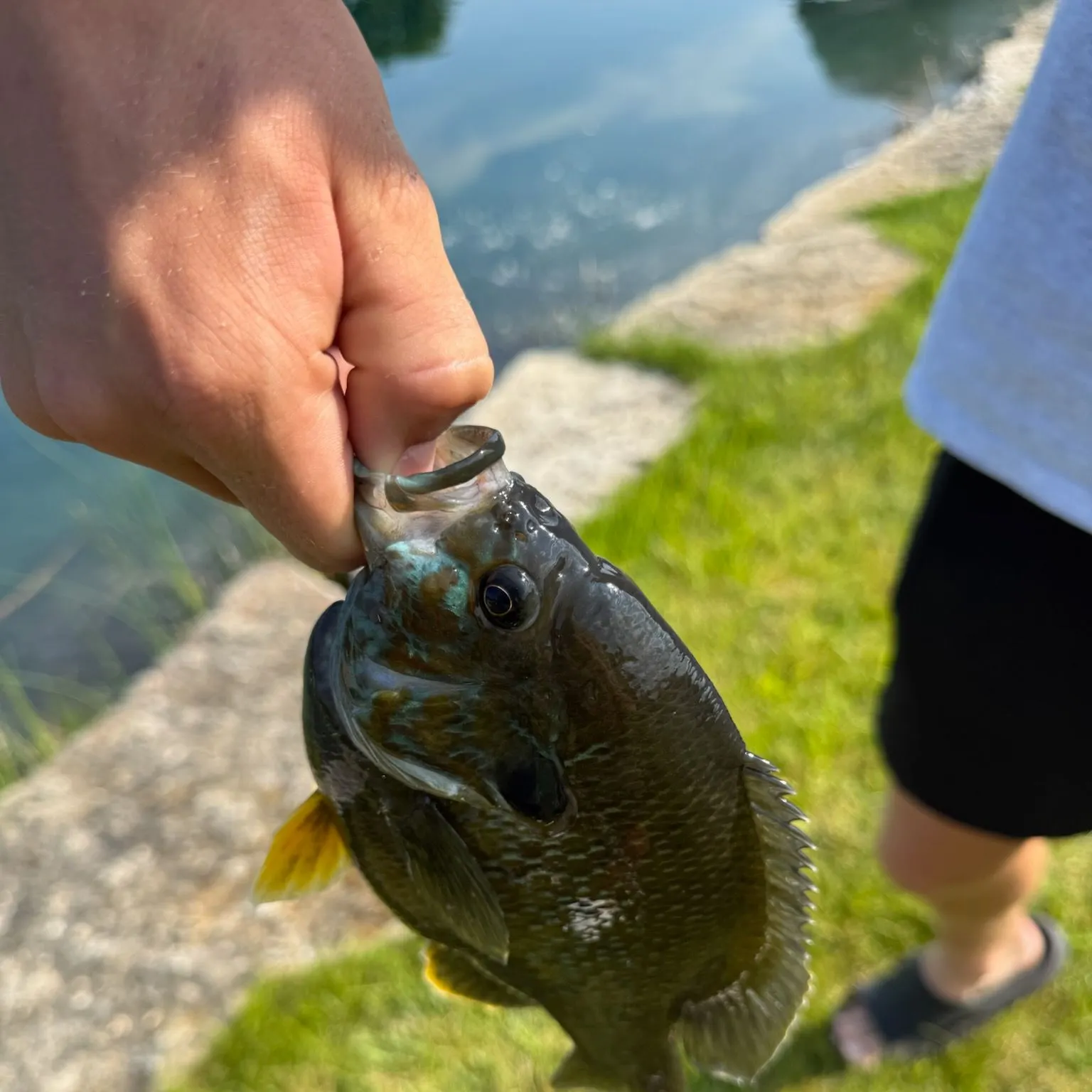 Greengill hybrid caught on Fishbrain
