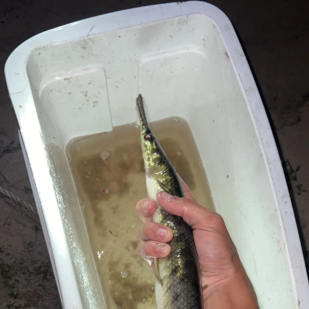 catch