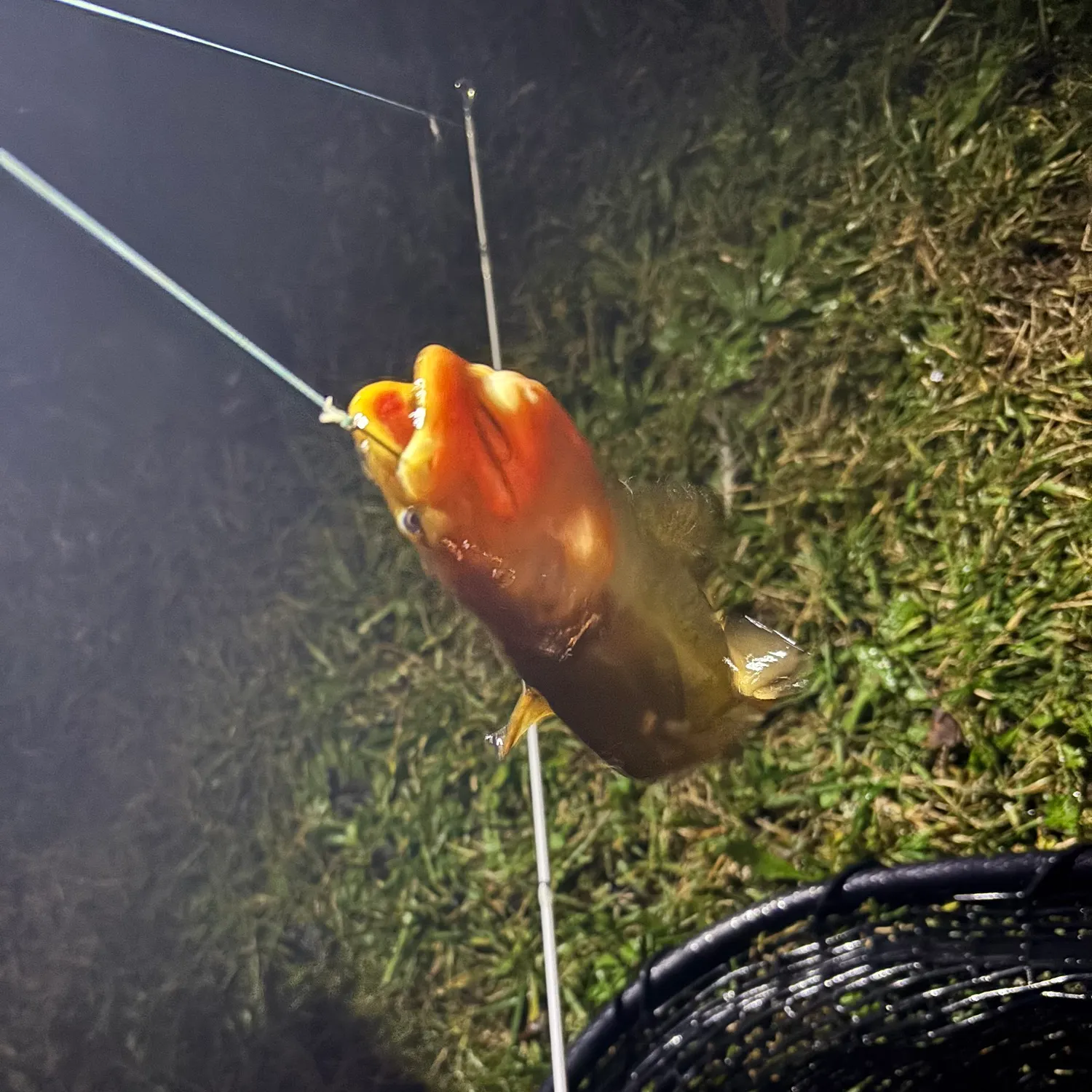 Yellow bullhead caught on Fishbrain