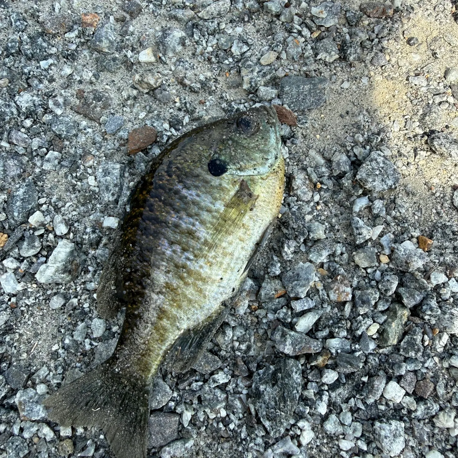 Bluegill caught on Fishbrain