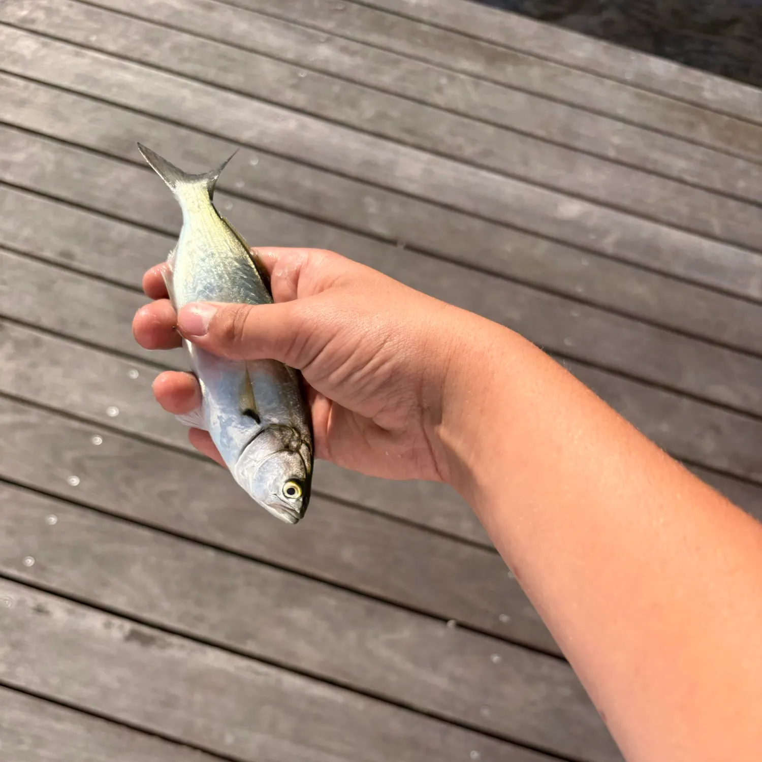 Bluefish caught on Fishbrain