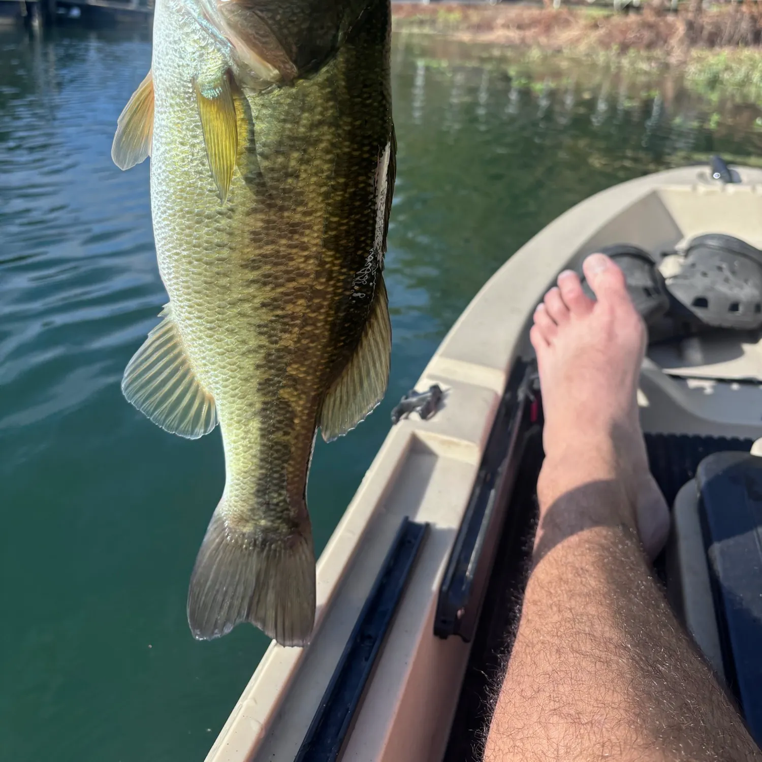 Largemouth bass caught on Fishbrain