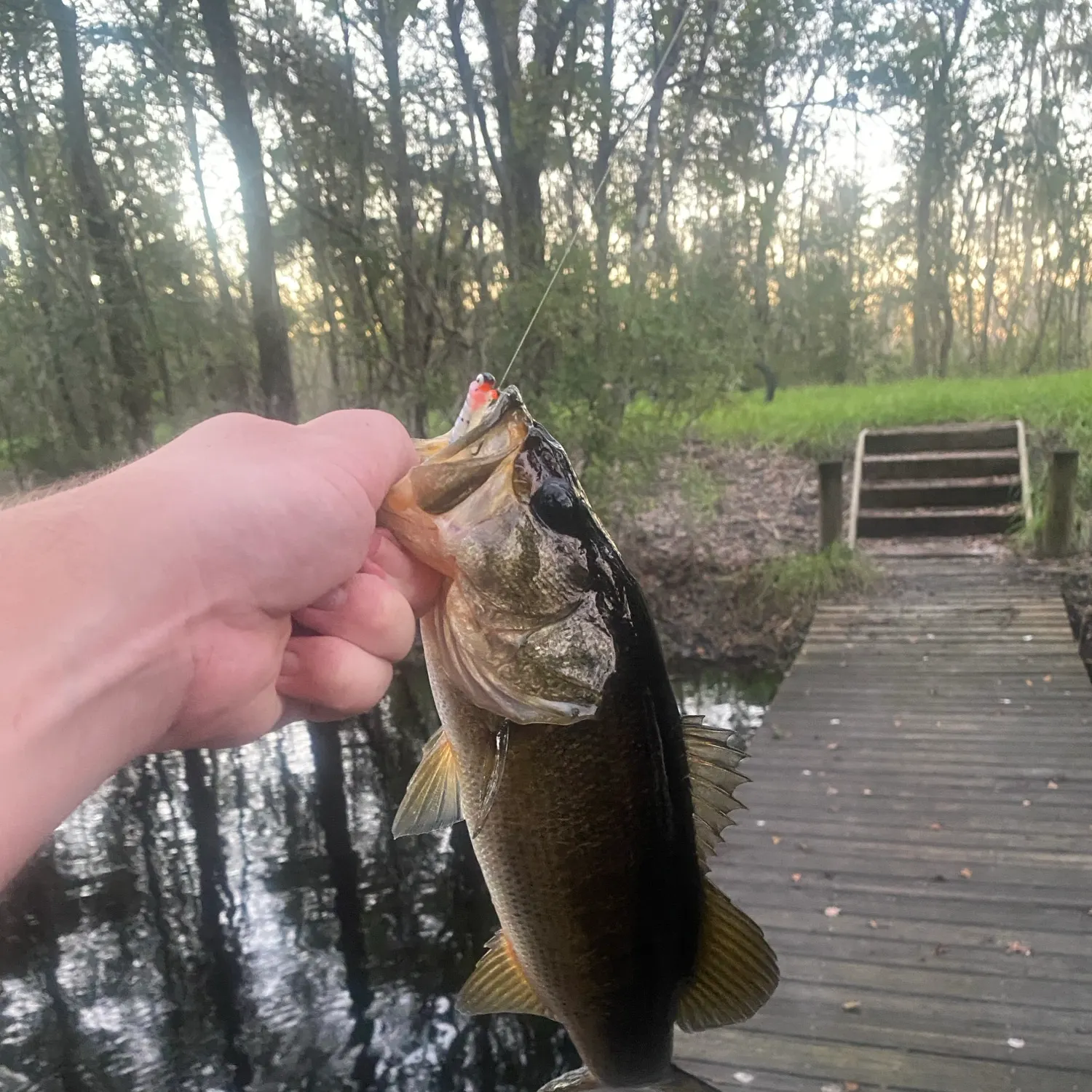 Florida bass caught on Fishbrain