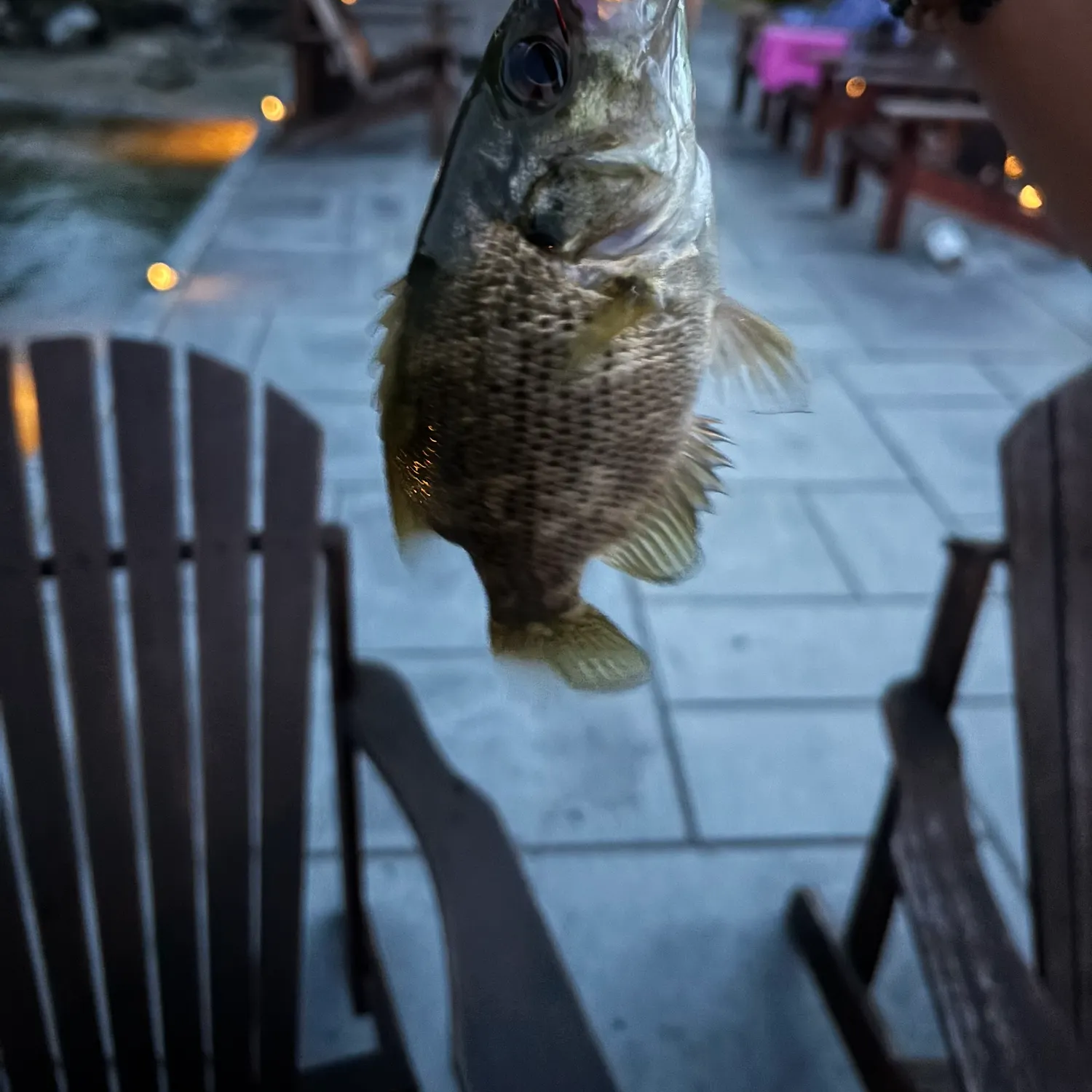 Rock bass caught on Fishbrain