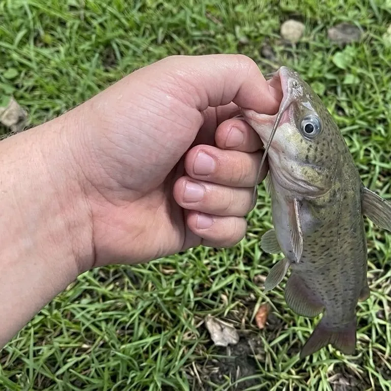 Channel catfish caught on Fishbrain