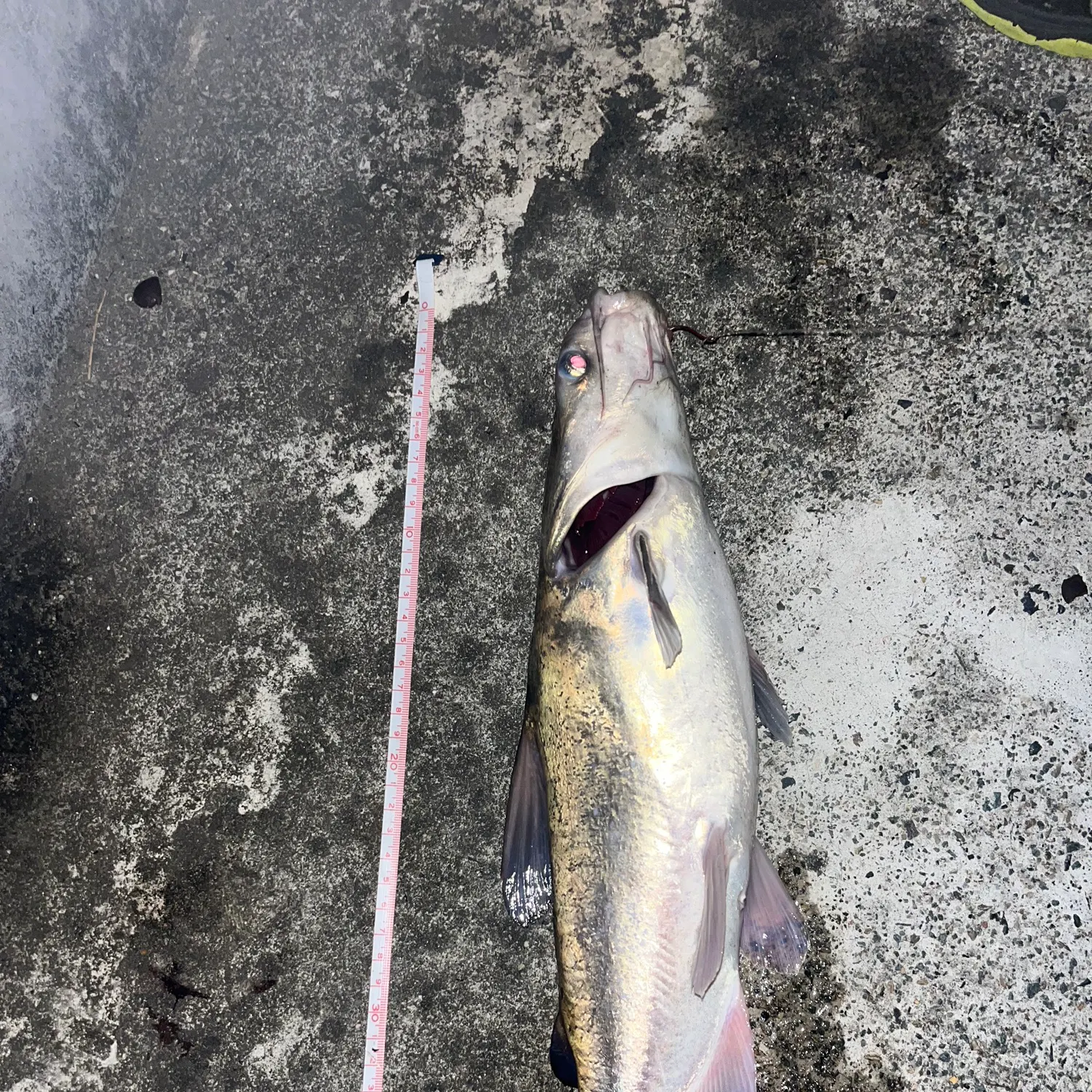 The most recent Blue salmon catfish catches on Fishbrain