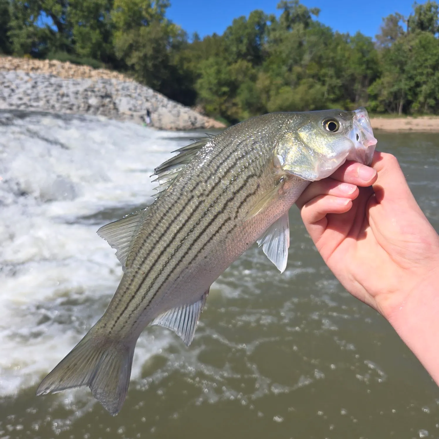 Wiper caught on Fishbrain