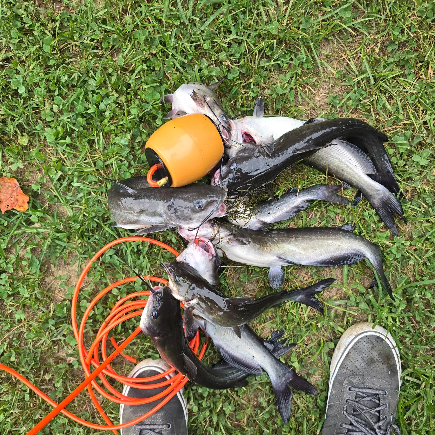 Channel catfish caught on Fishbrain