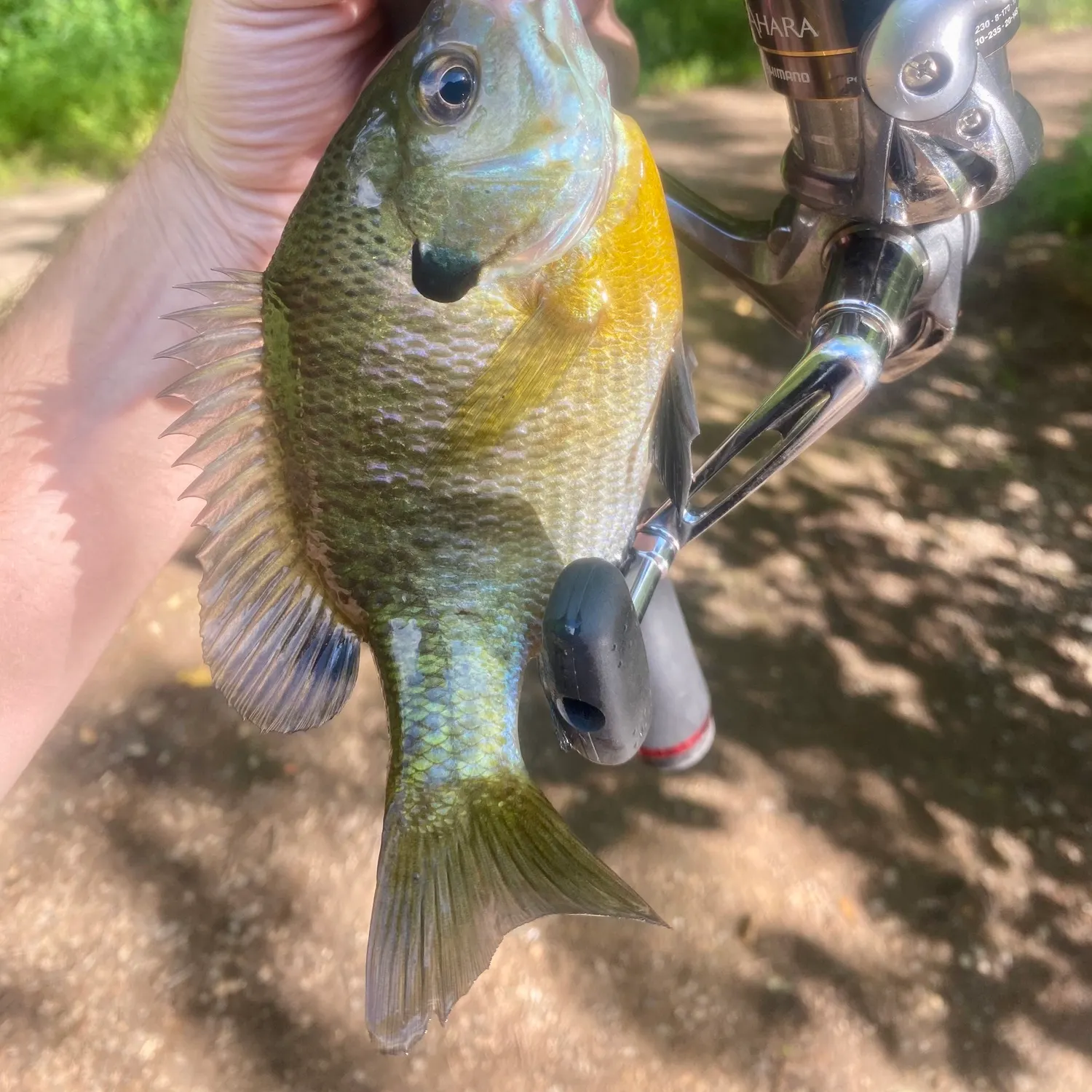 Bluegill caught on Fishbrain