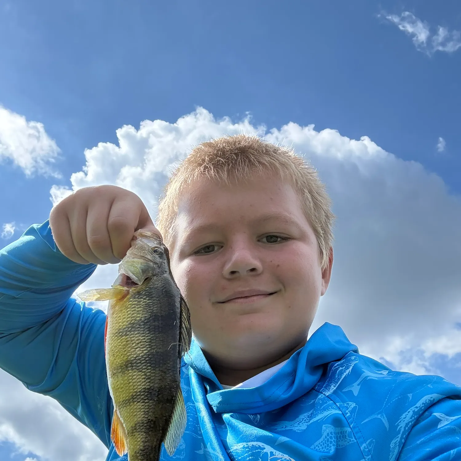 Yellow perch caught on Fishbrain