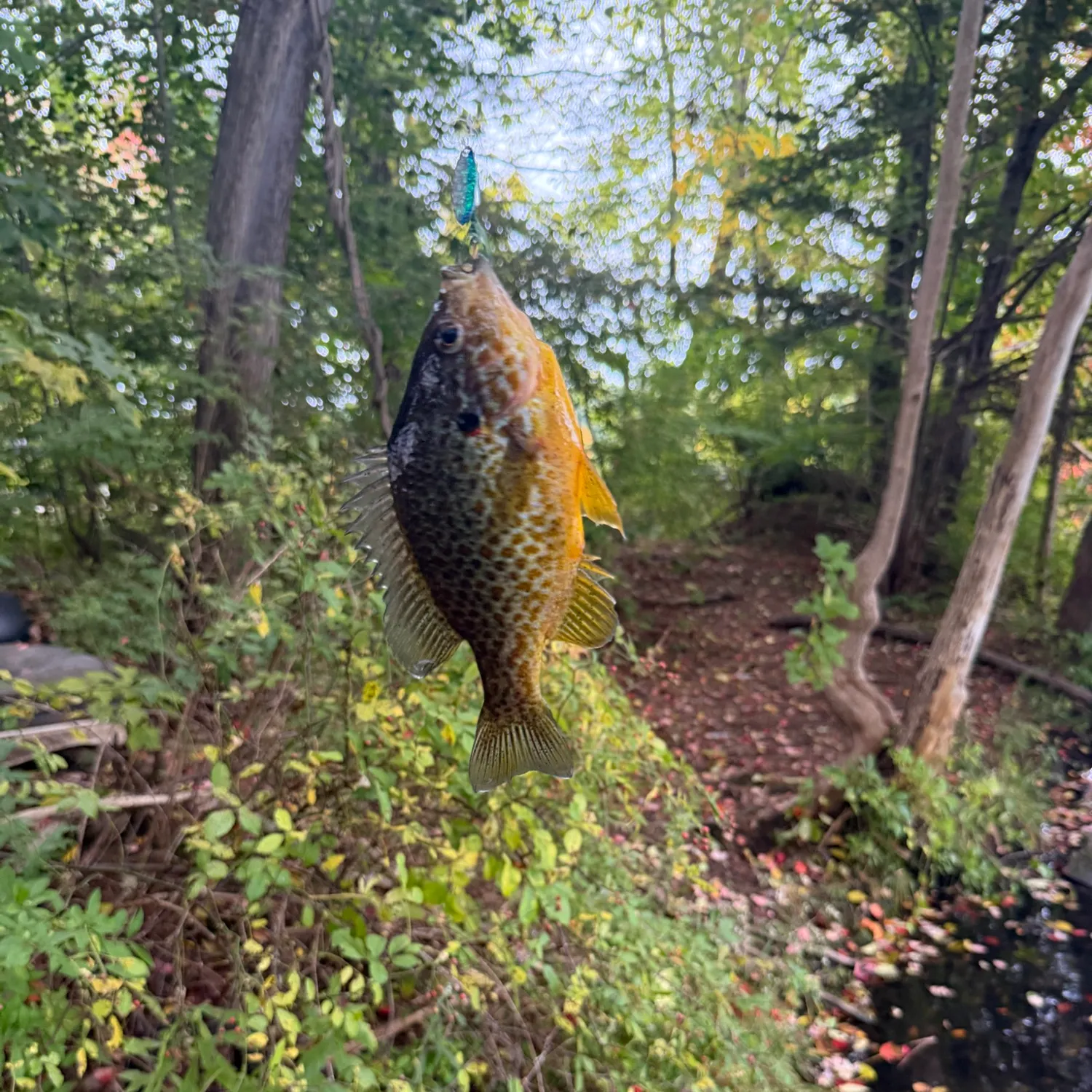 Pumpkinseed caught on Fishbrain