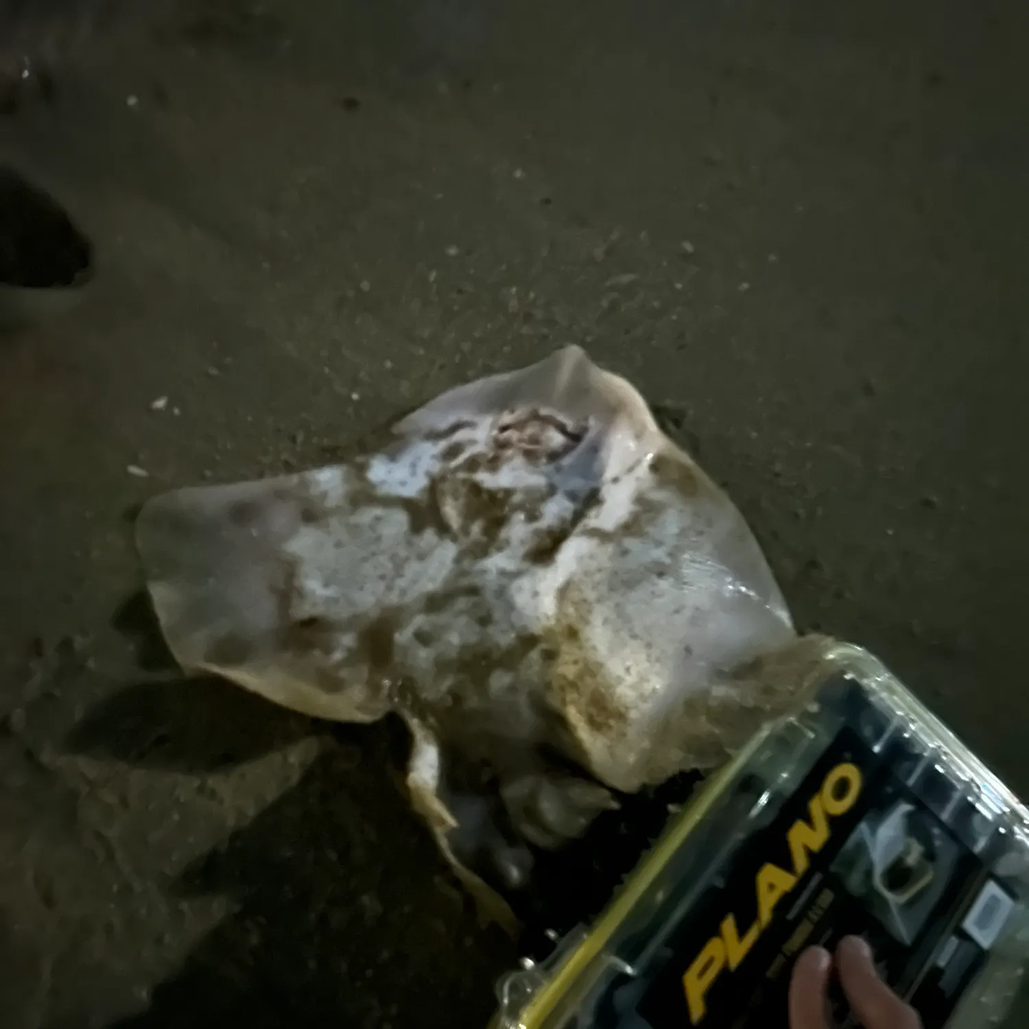 The most recent Blue skate catches on Fishbrain