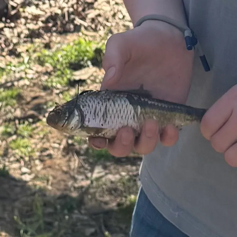 The most recent Striped shiner catches on Fishbrain