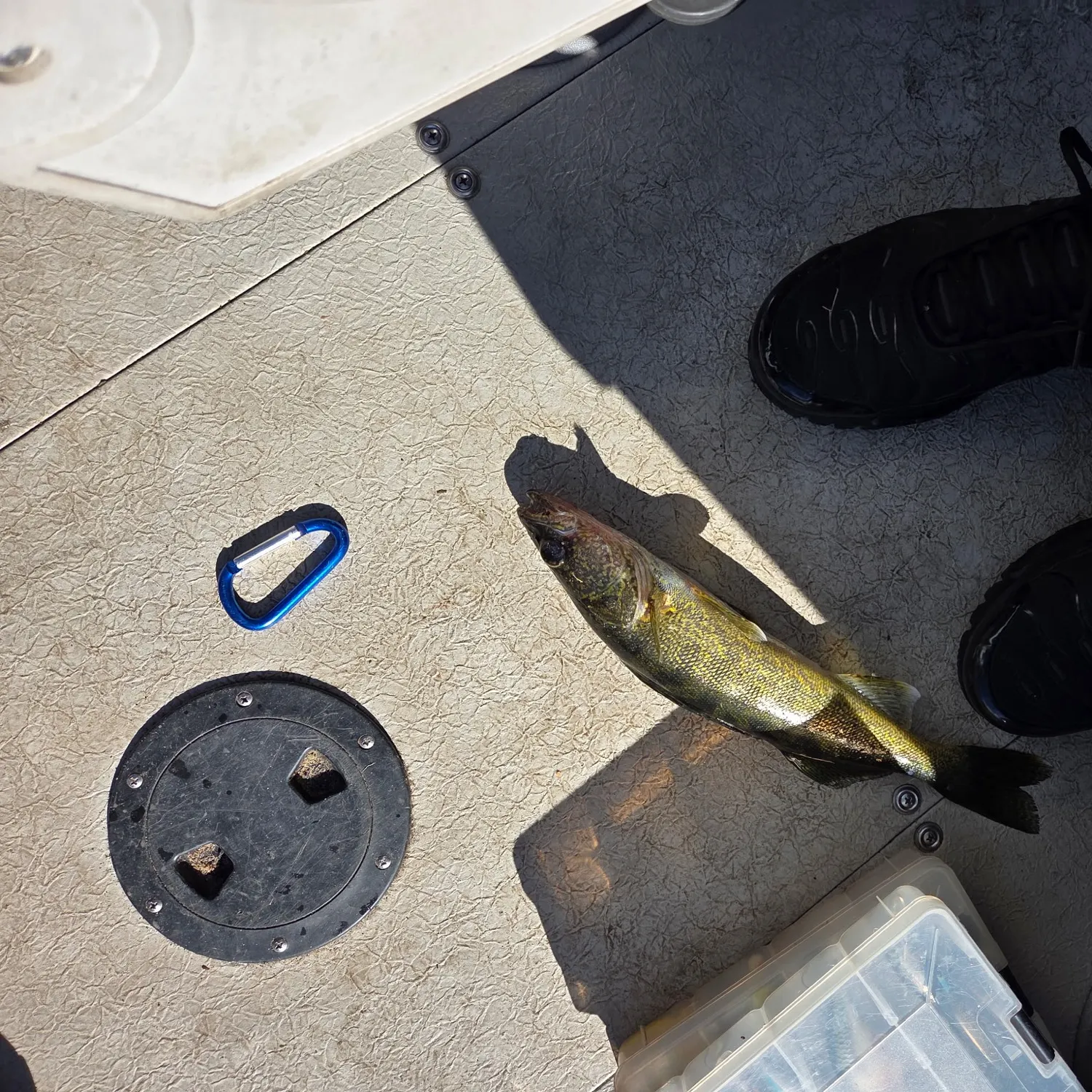 Walleye caught on Fishbrain