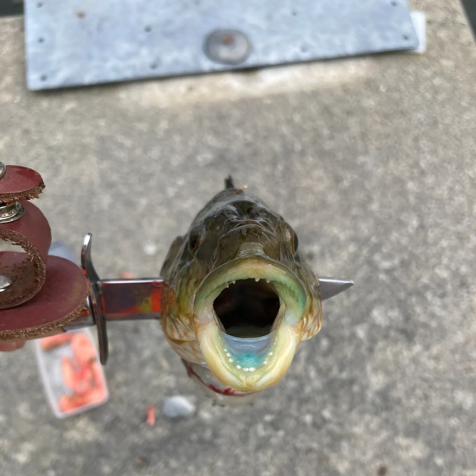 catch