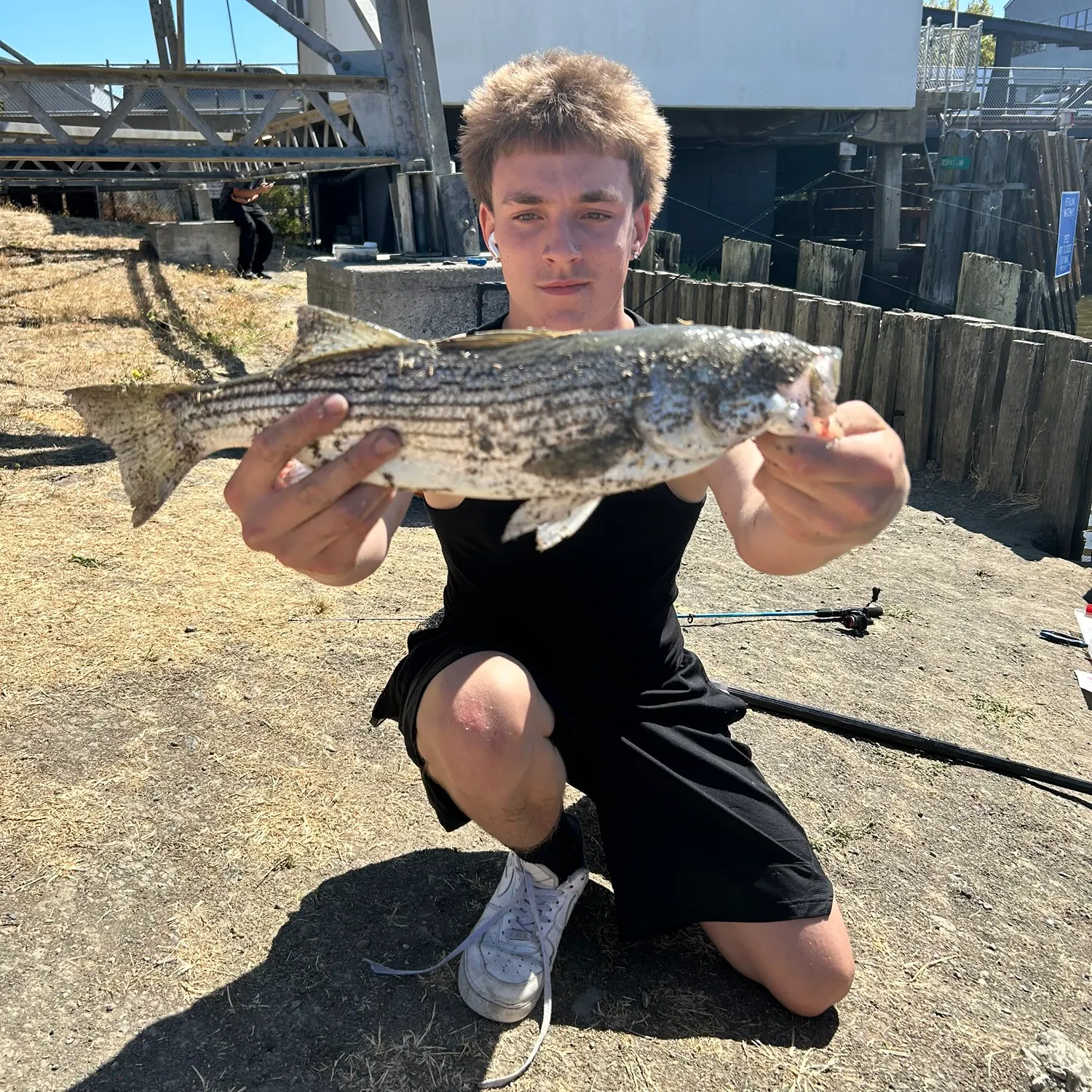 Striped bass caught on Fishbrain