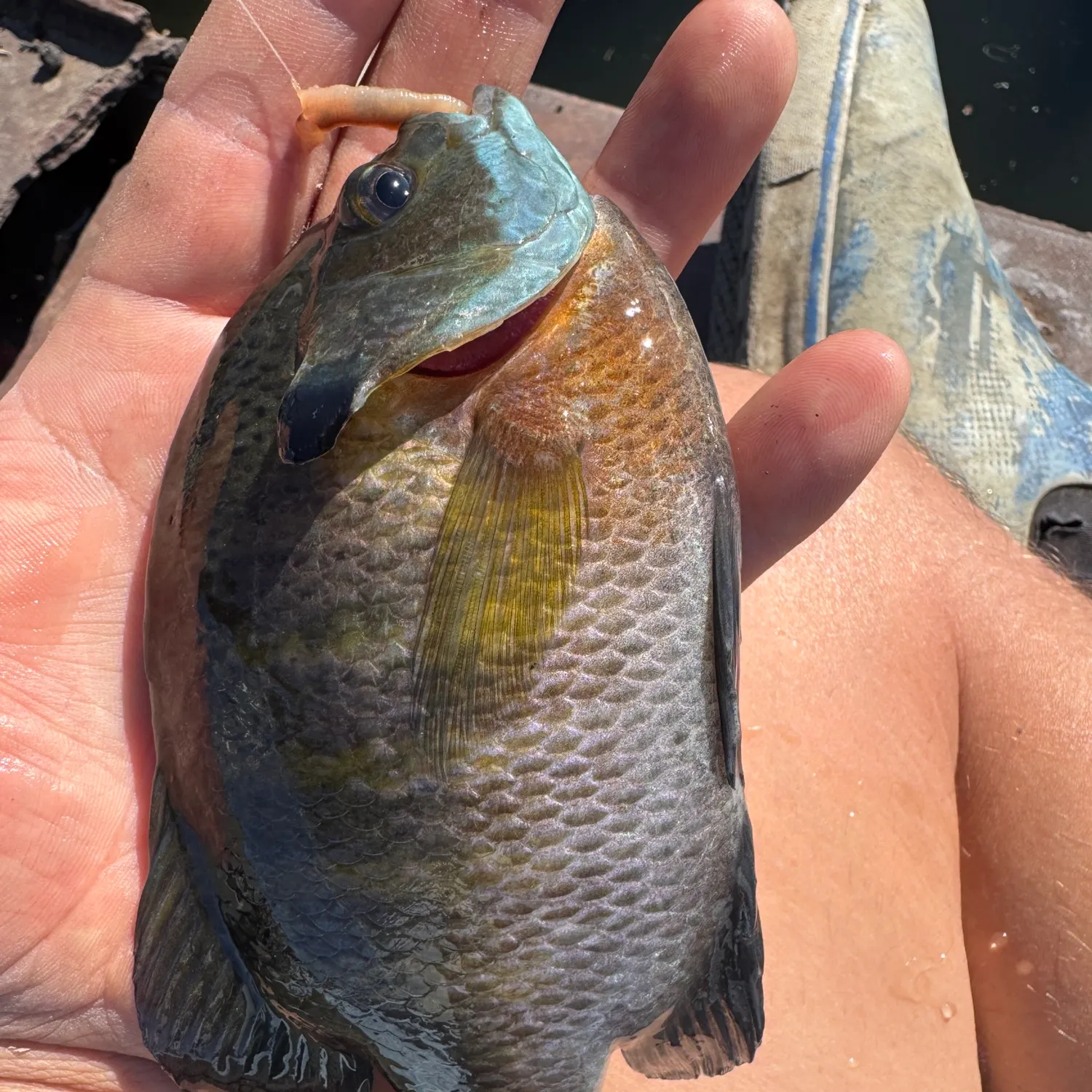 catch