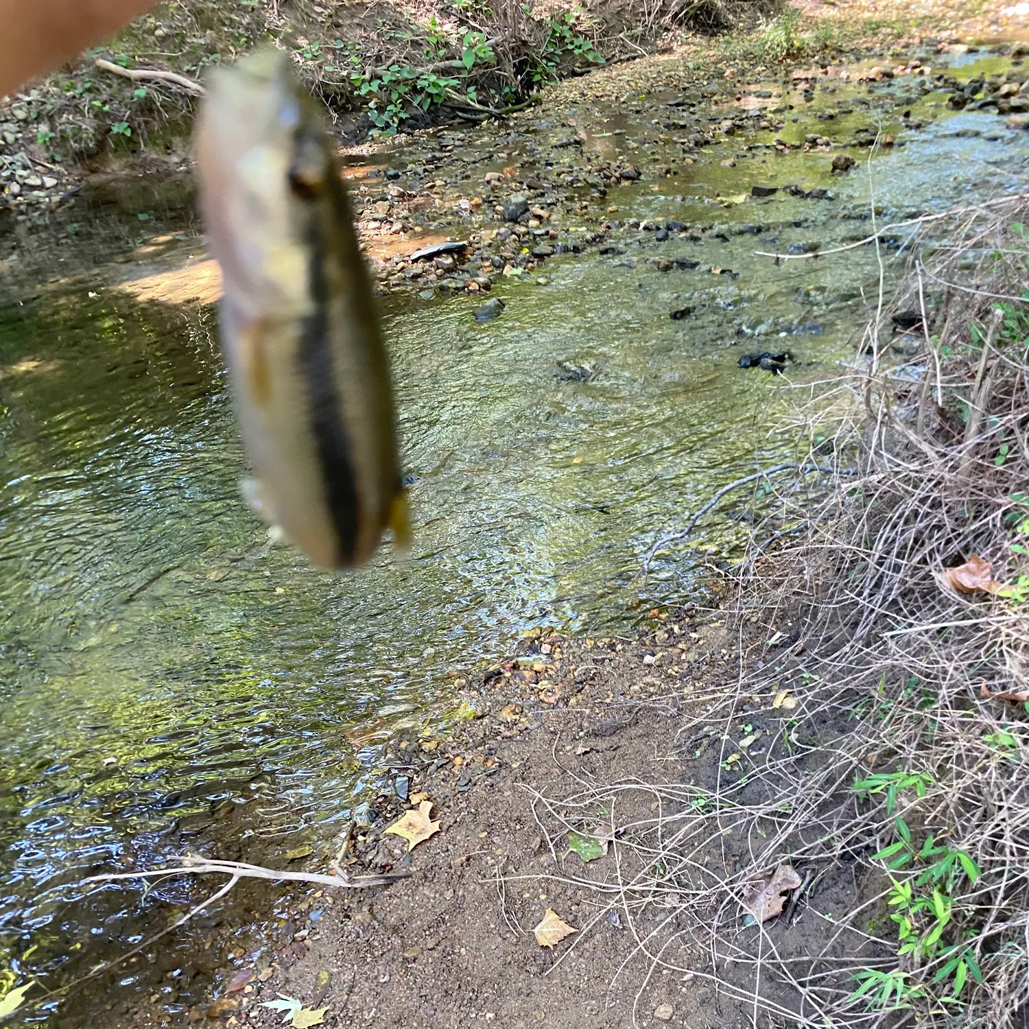 Creek chub caught on Fishbrain