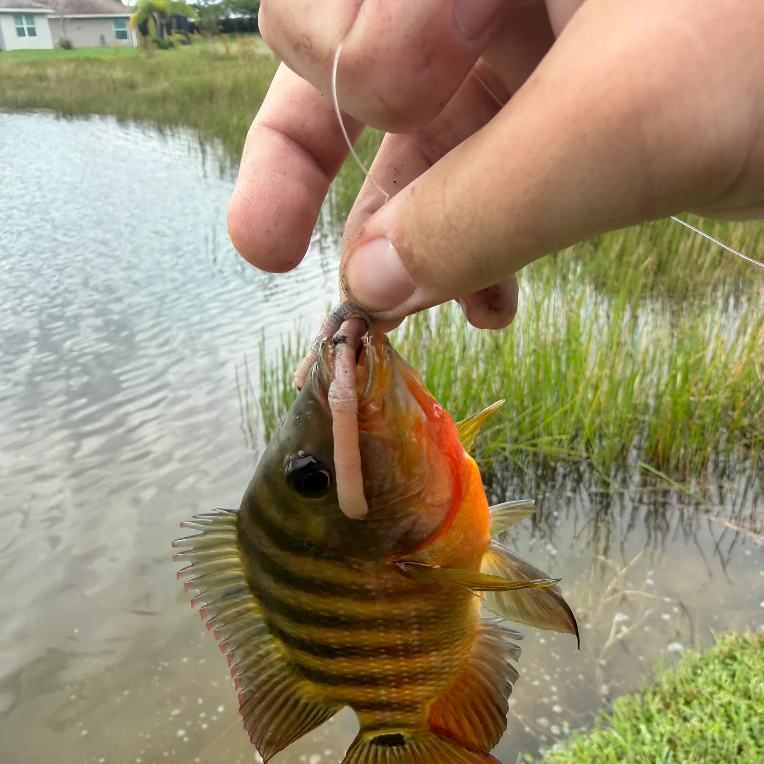 Mayan cichlid caught on Fishbrain