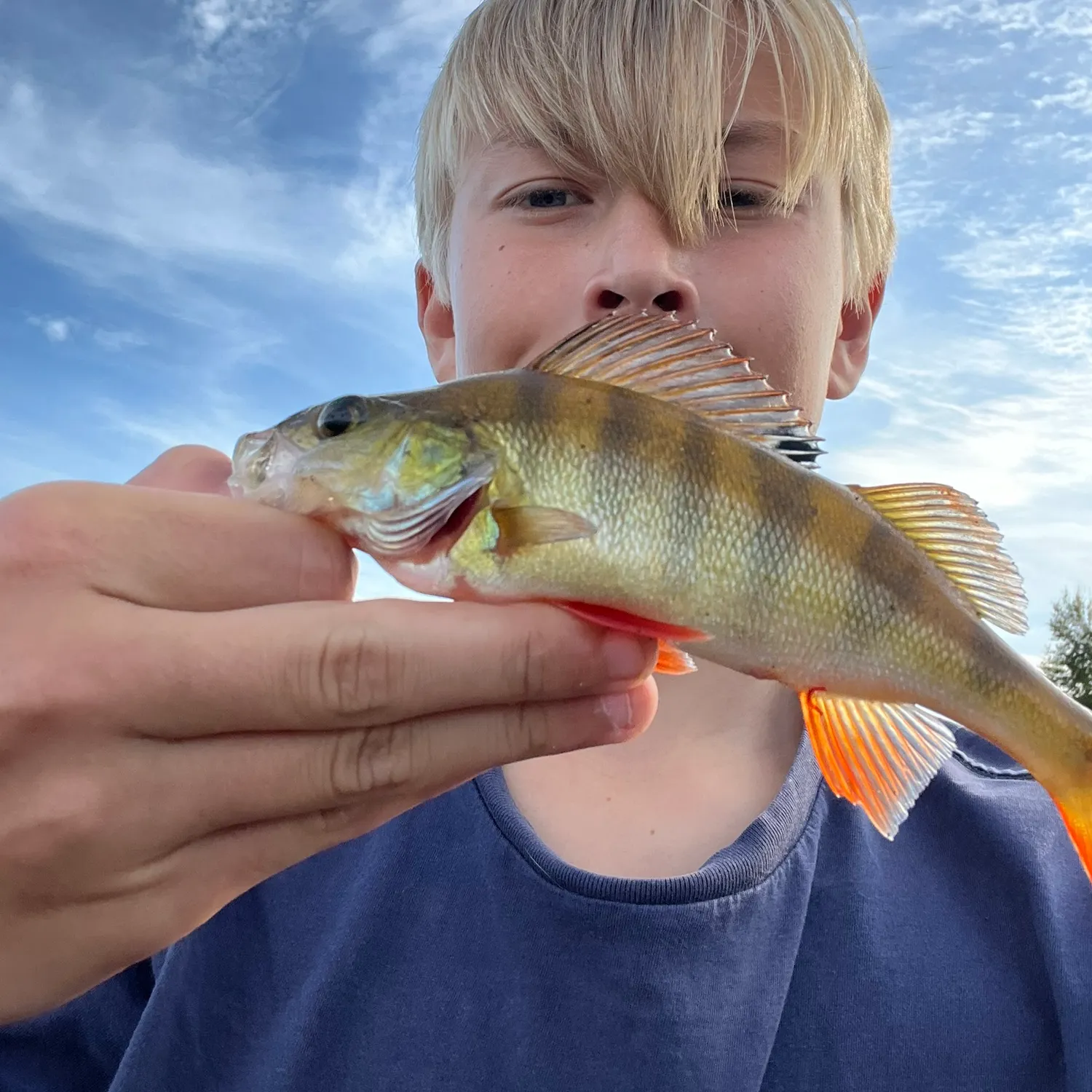 European perch caught on Fishbrain