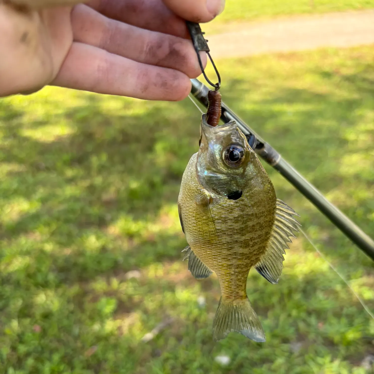 Bluegill caught on Fishbrain