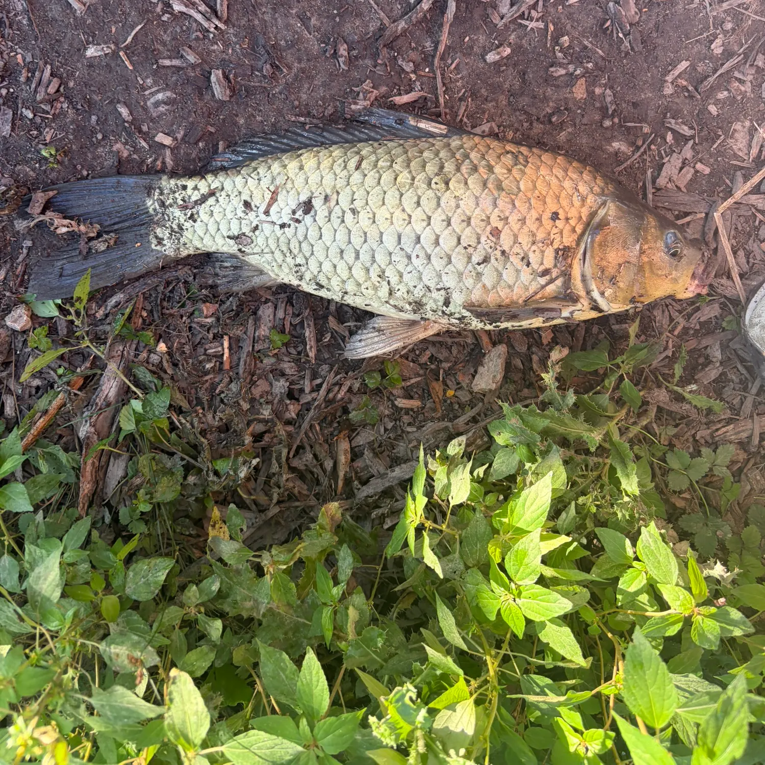 The most recent F1 carp catches on Fishbrain