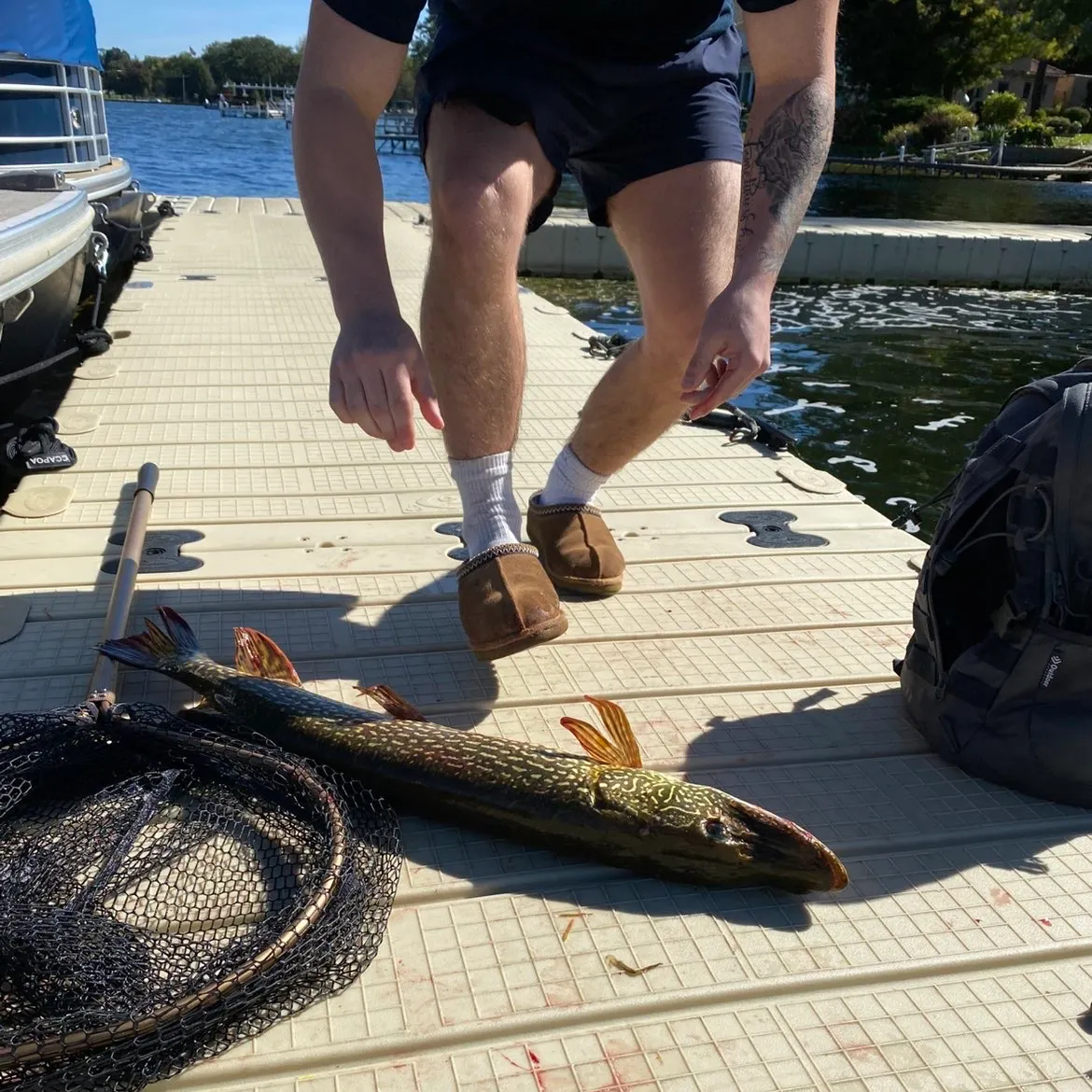 Northern pike caught on Fishbrain