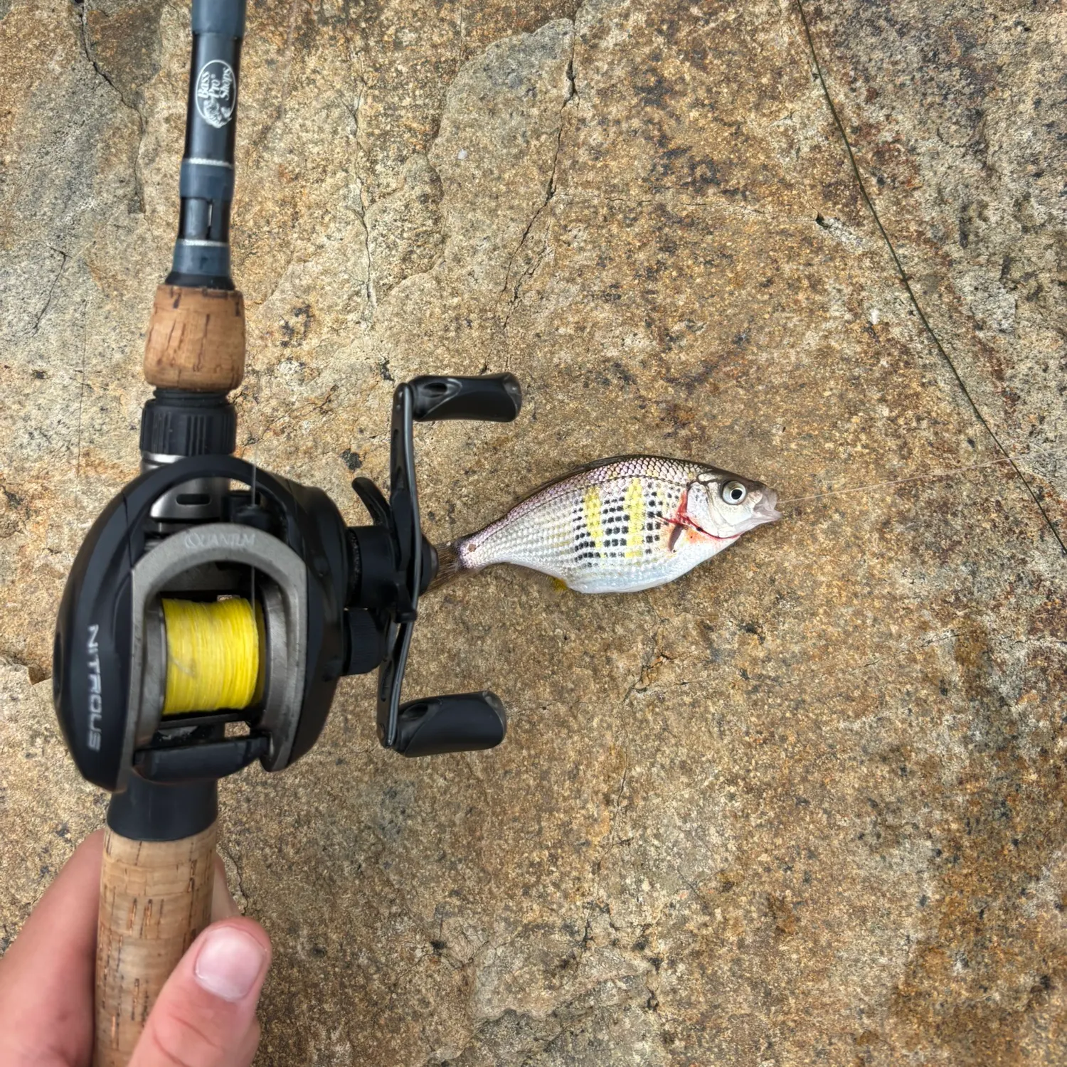 The most recent Shiner perch catches on Fishbrain
