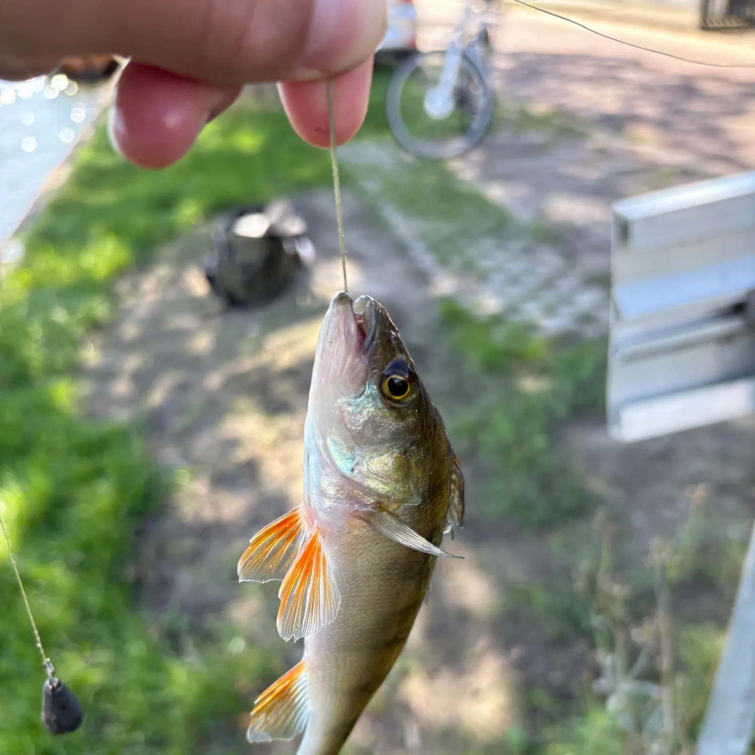 catch
