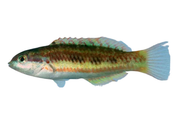 Christmas wrasse